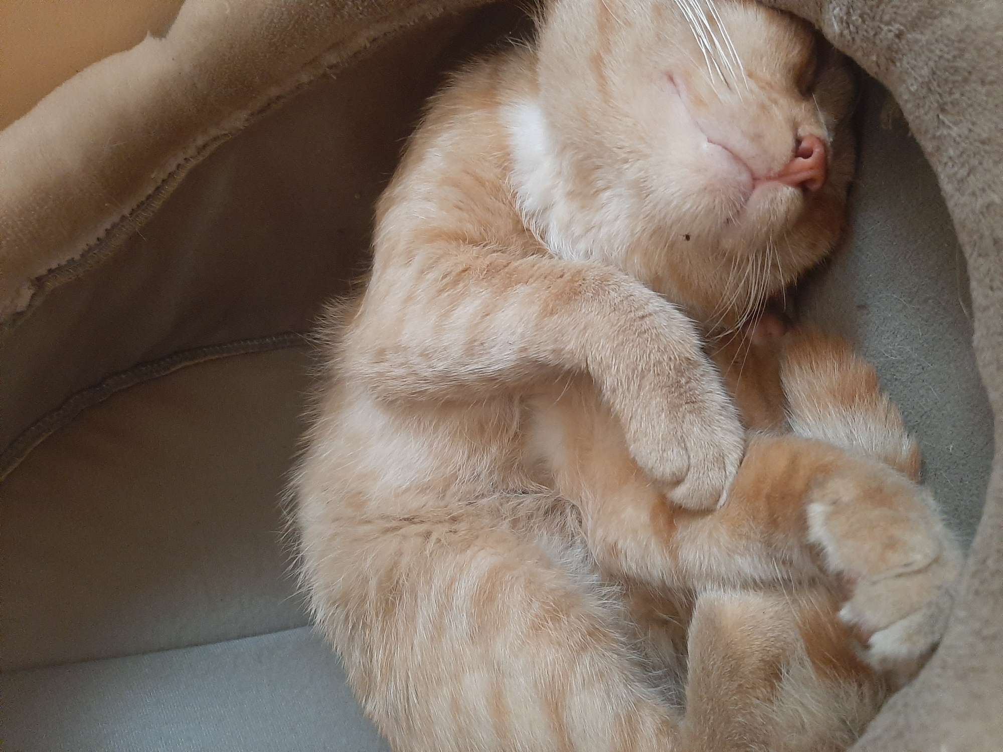 Ginger cat napping in a plush bed, Lviv