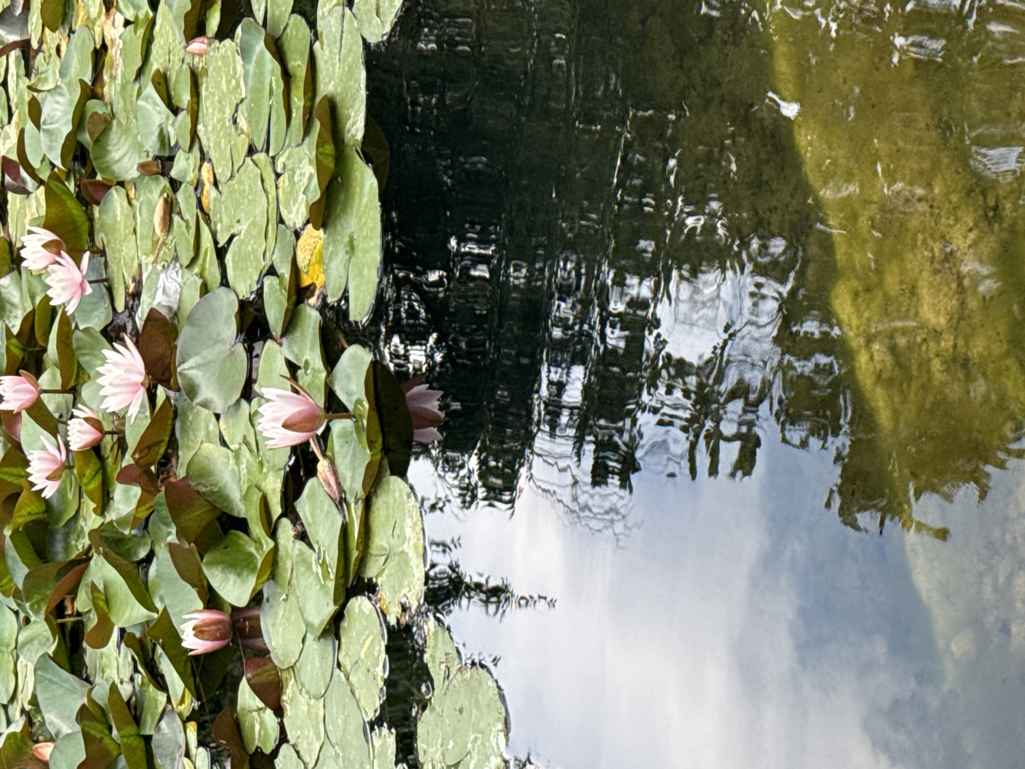 Morning walk through Almaty Botanical Garden's ponds and gardens