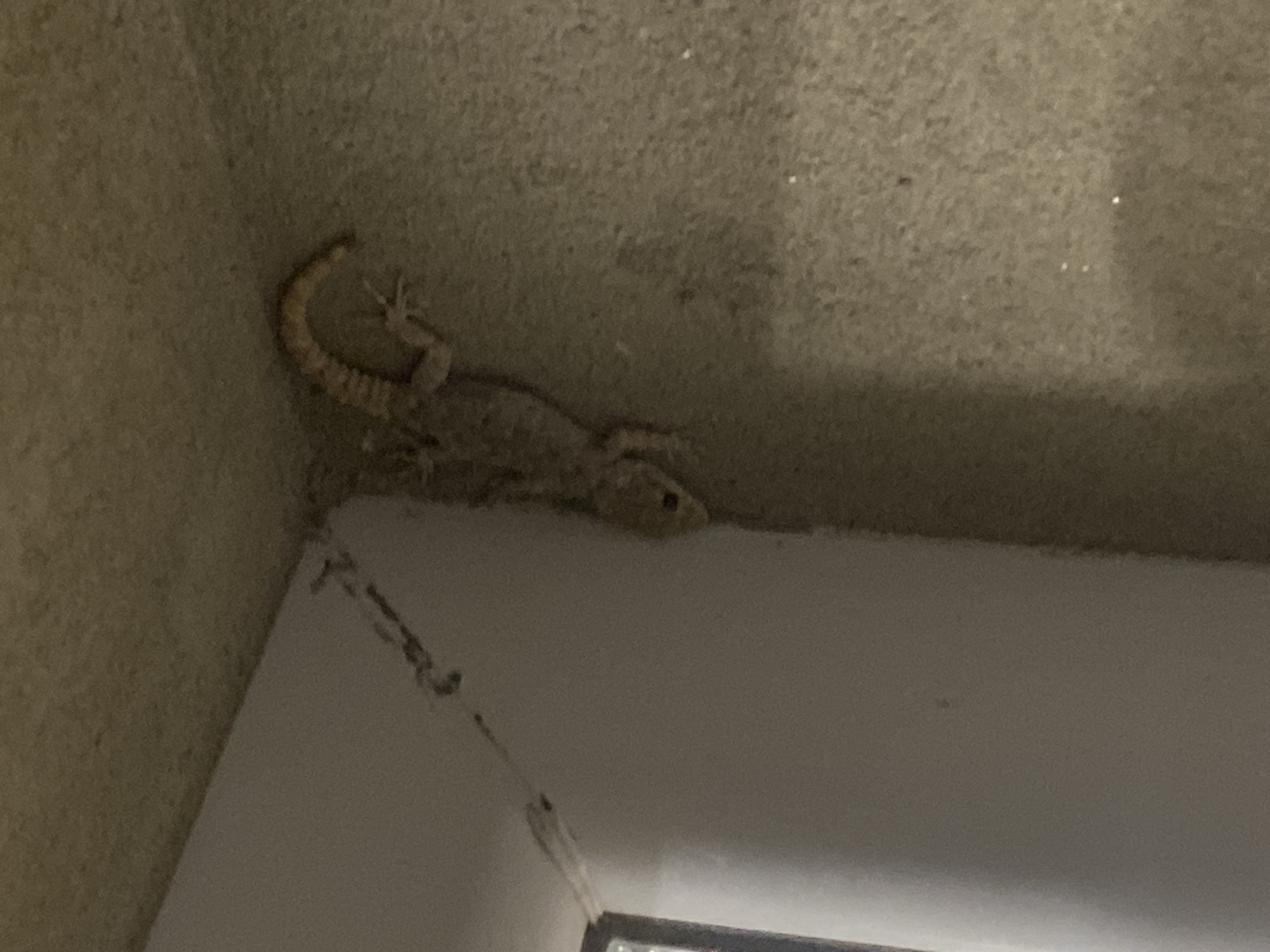 Speckled gecko on a Krichim building wall, evening 2026