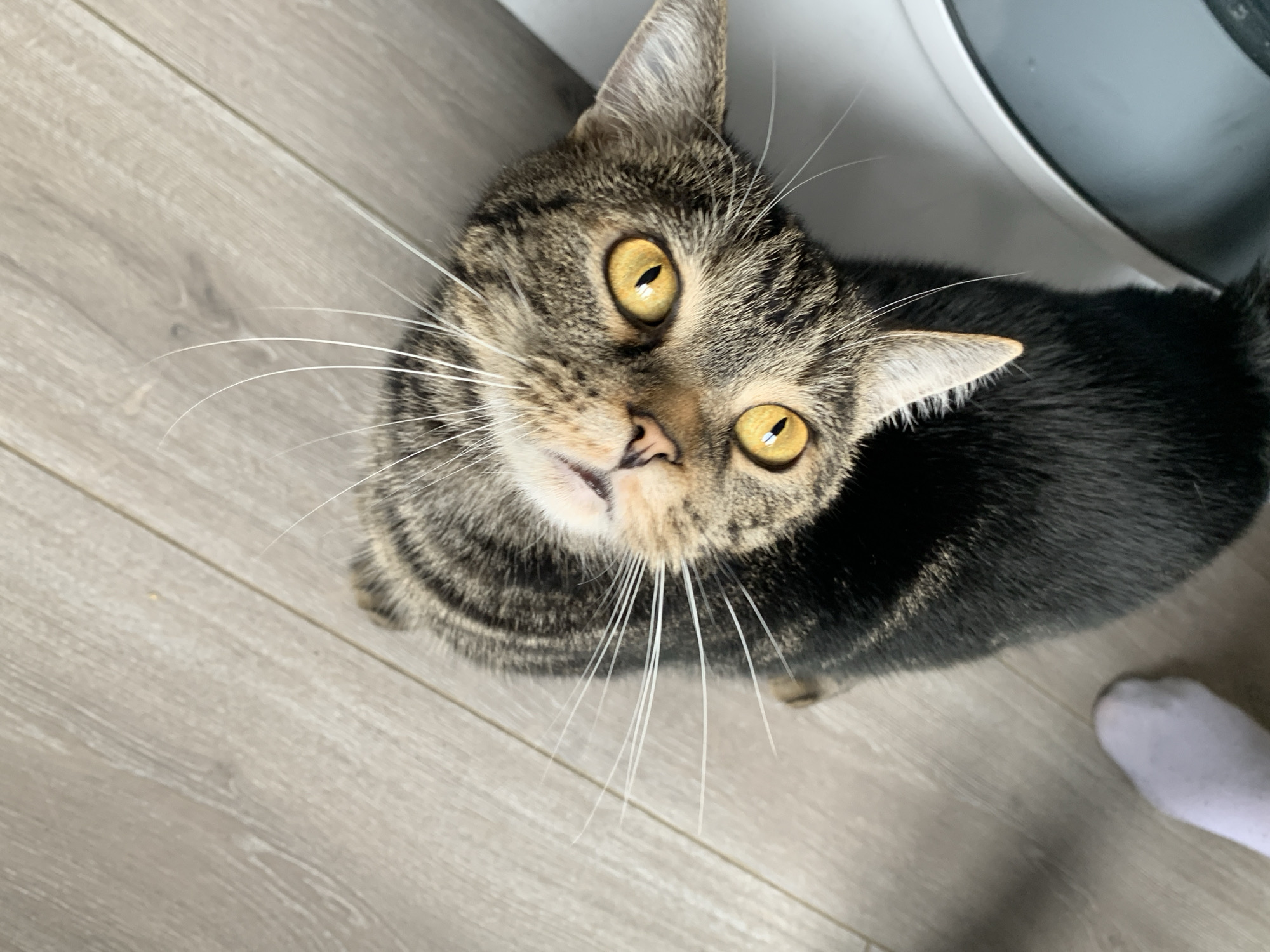 Tabby cat photographed looking up in Stavropol home