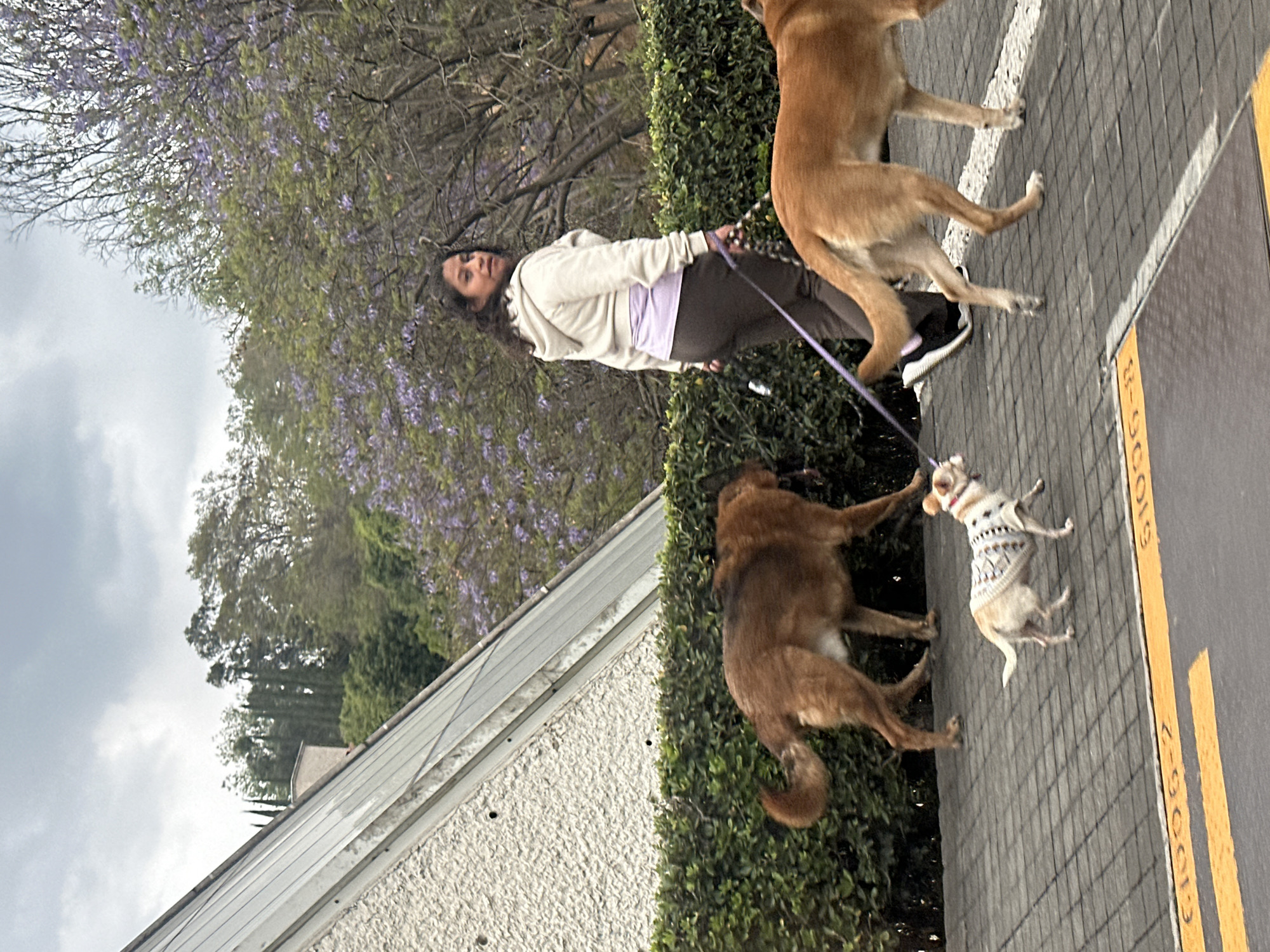 Woman walks three dogs on Mexico City sidewalk