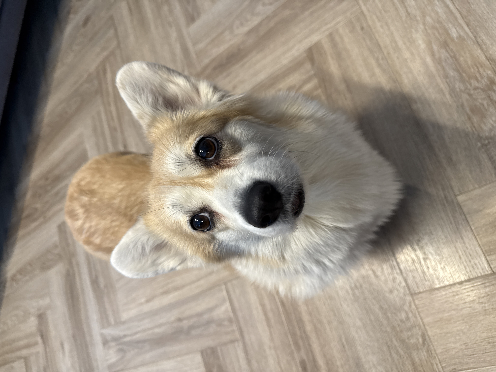 Corgi photographed on wooden floor in Krasnoyarsk morning