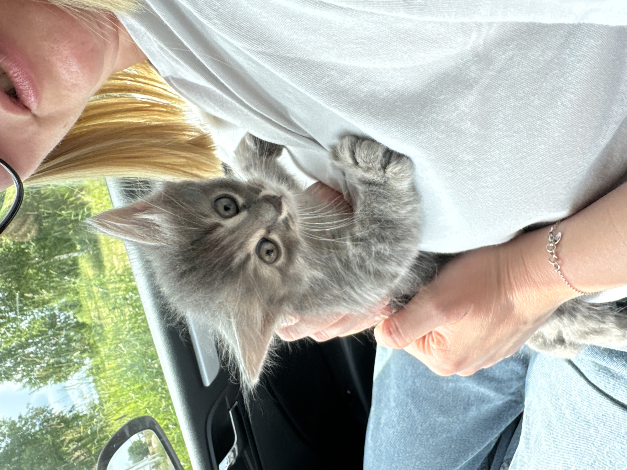 Fluffy grey kitten gets cozy inside a car in Sokolovo