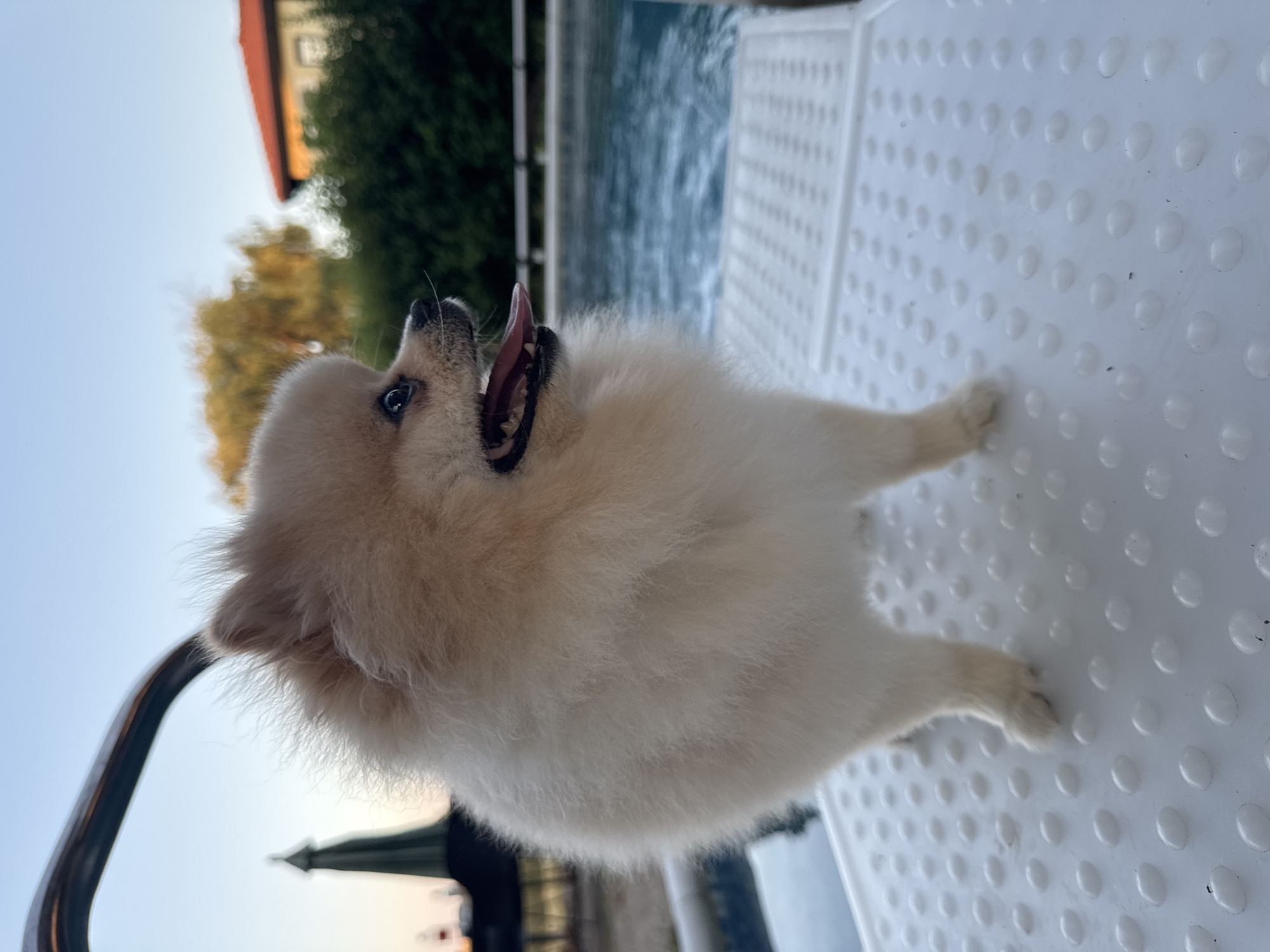 Pomeranian roams a poolside property in Balchik, Bulgaria