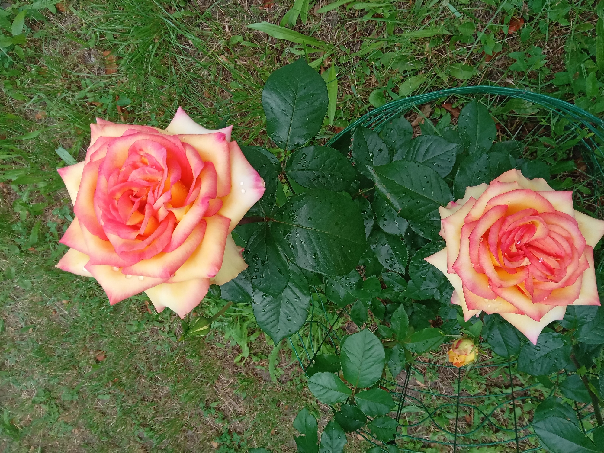 Garden roses and calico cat observed in Biloziria, Ukraine