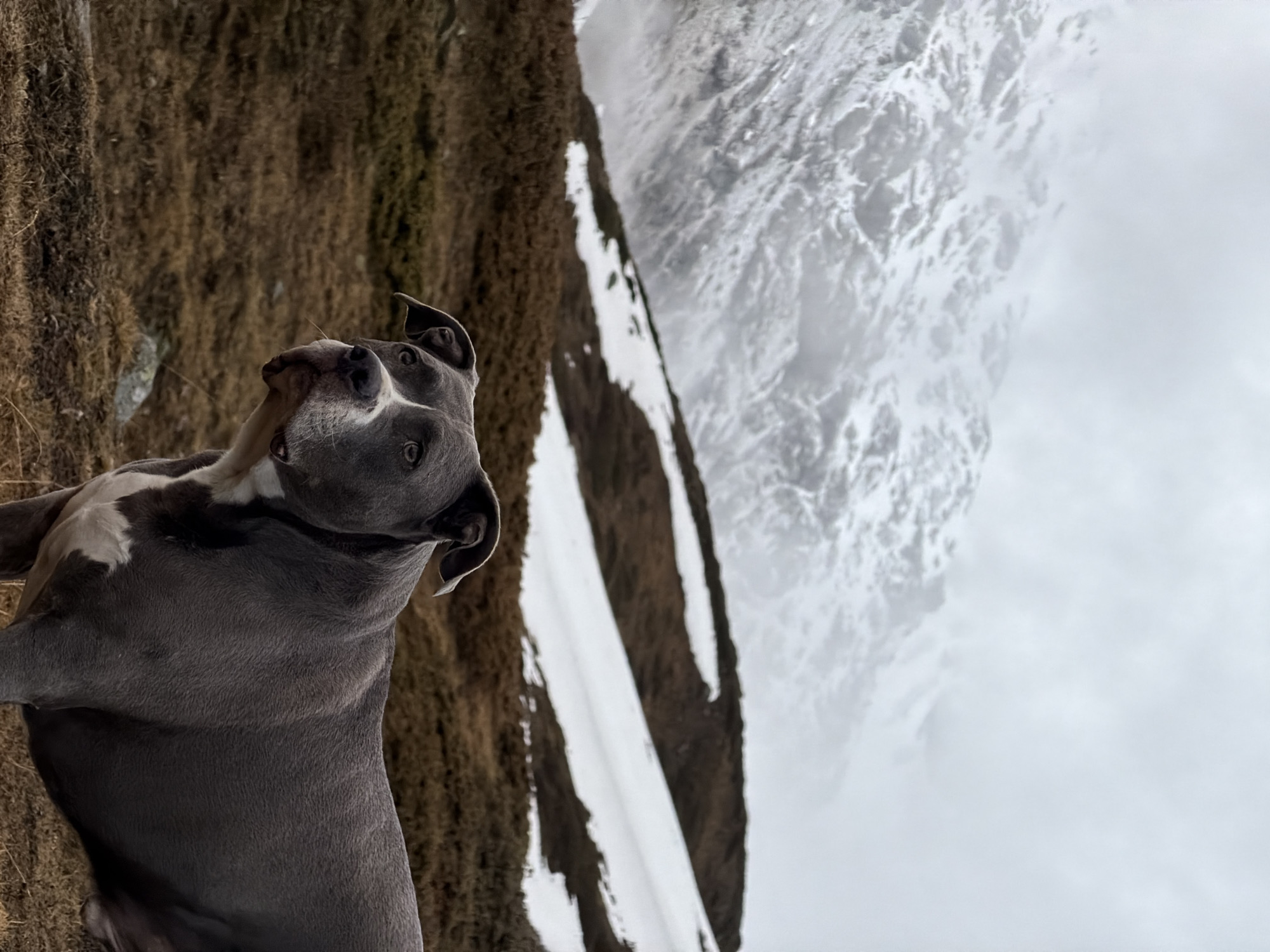 Dog photographed in foggy Swiss Alps near Pontresina
