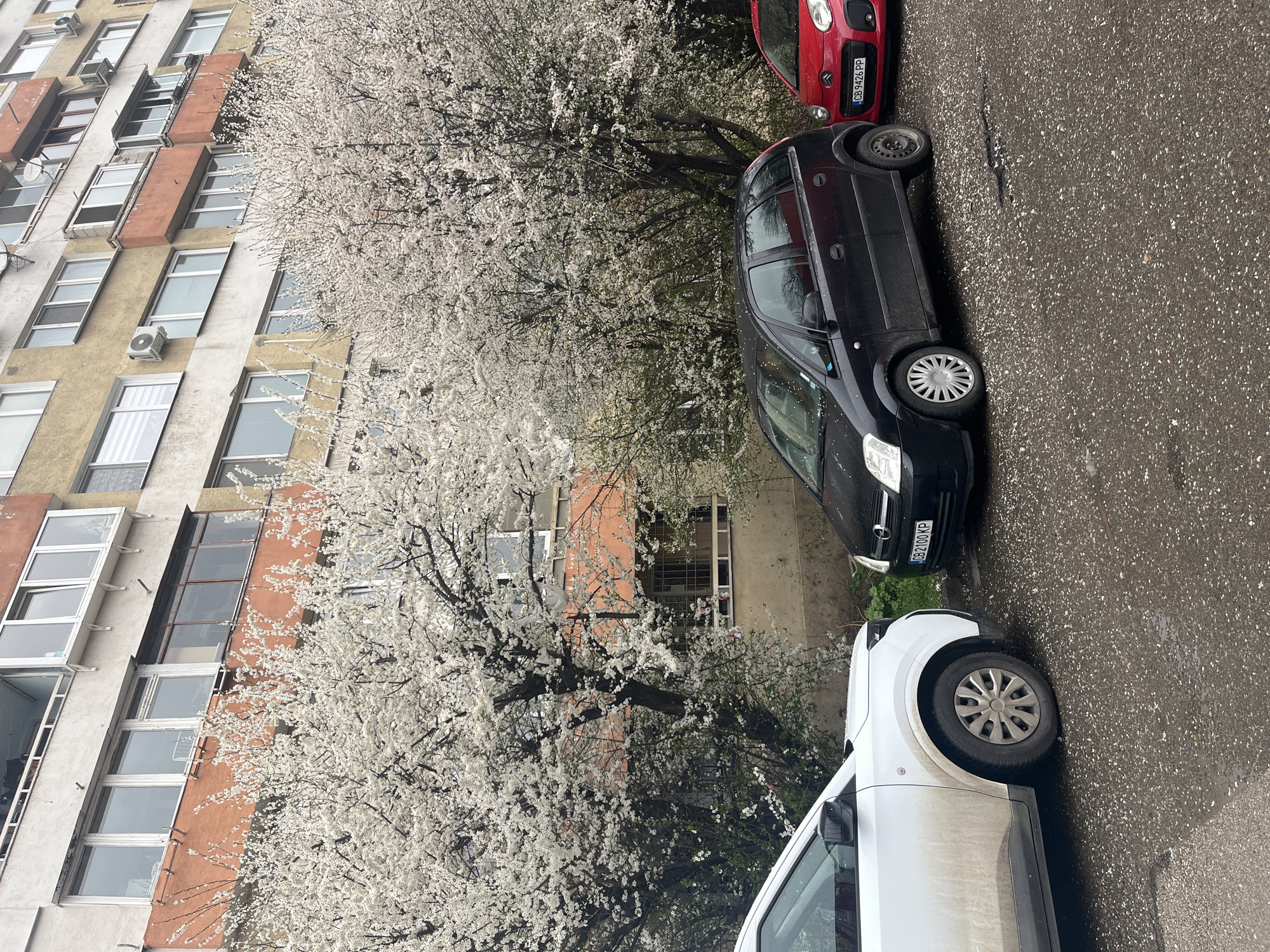 Spring blossoms frame apartment building in Sofia street scene