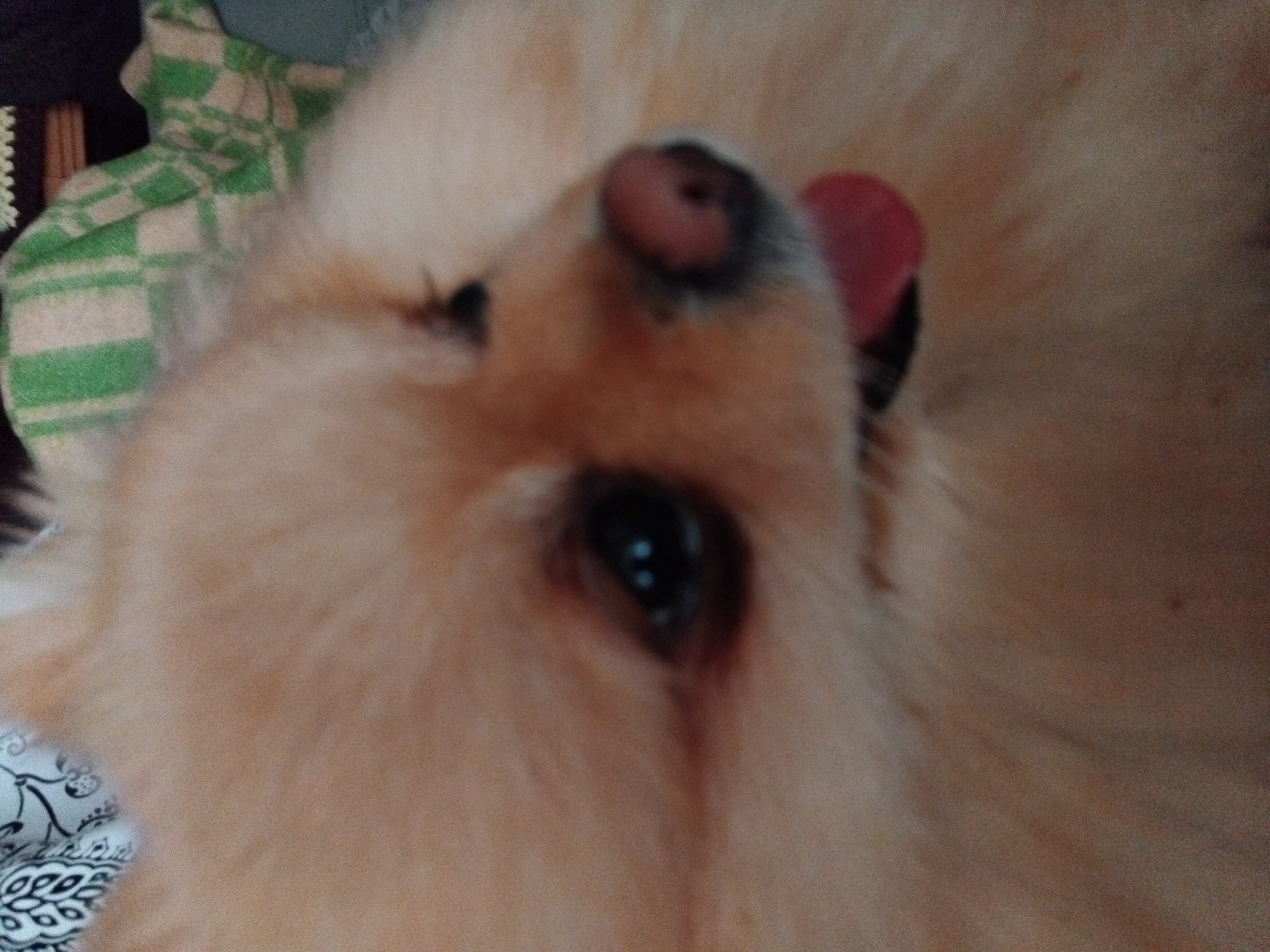 Pomeranian dog photographed during afternoon rest in Apriltsi, Bulgaria