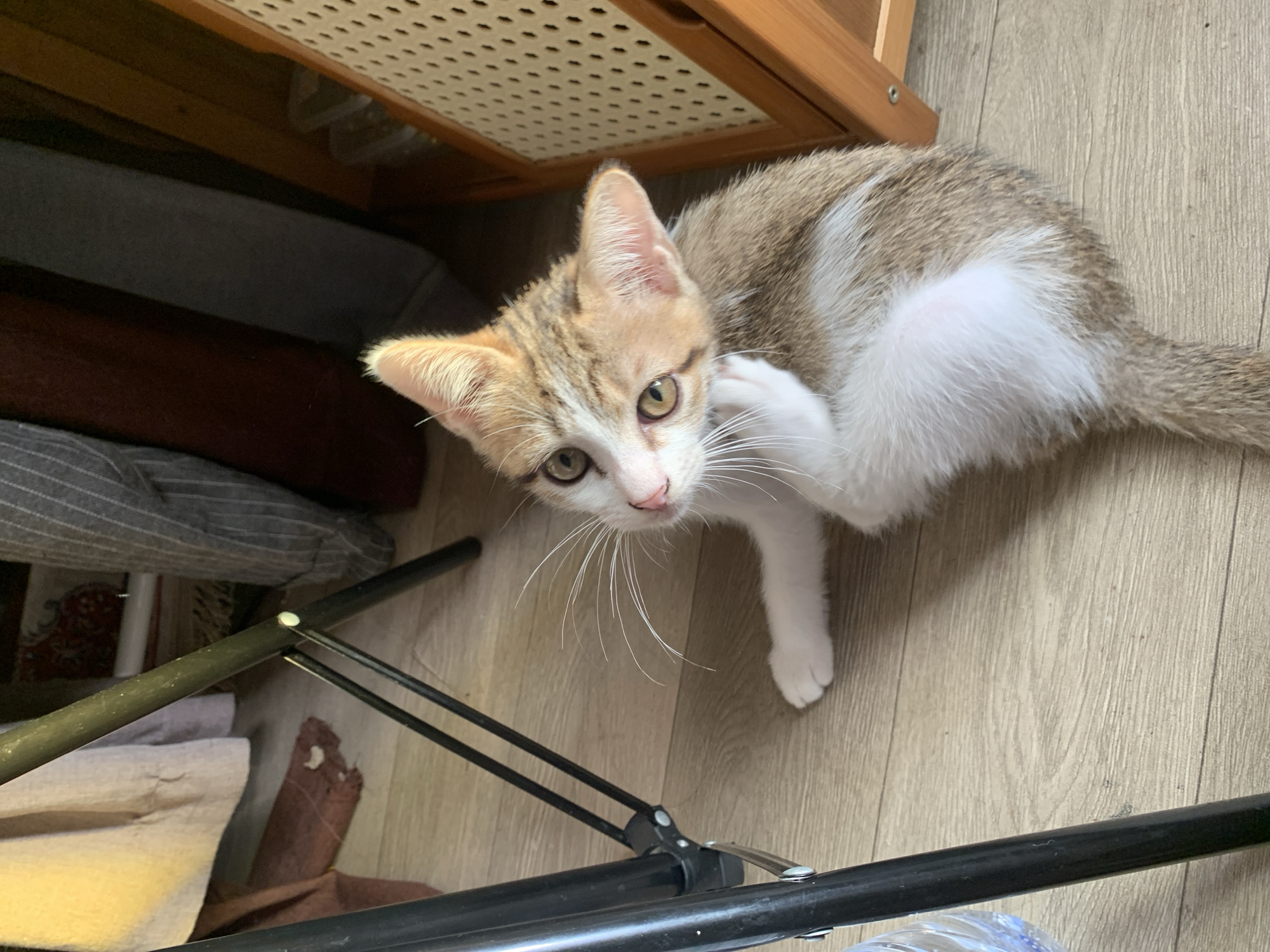 Kittens lounging and climbing around a home in Tanjungsepreh
