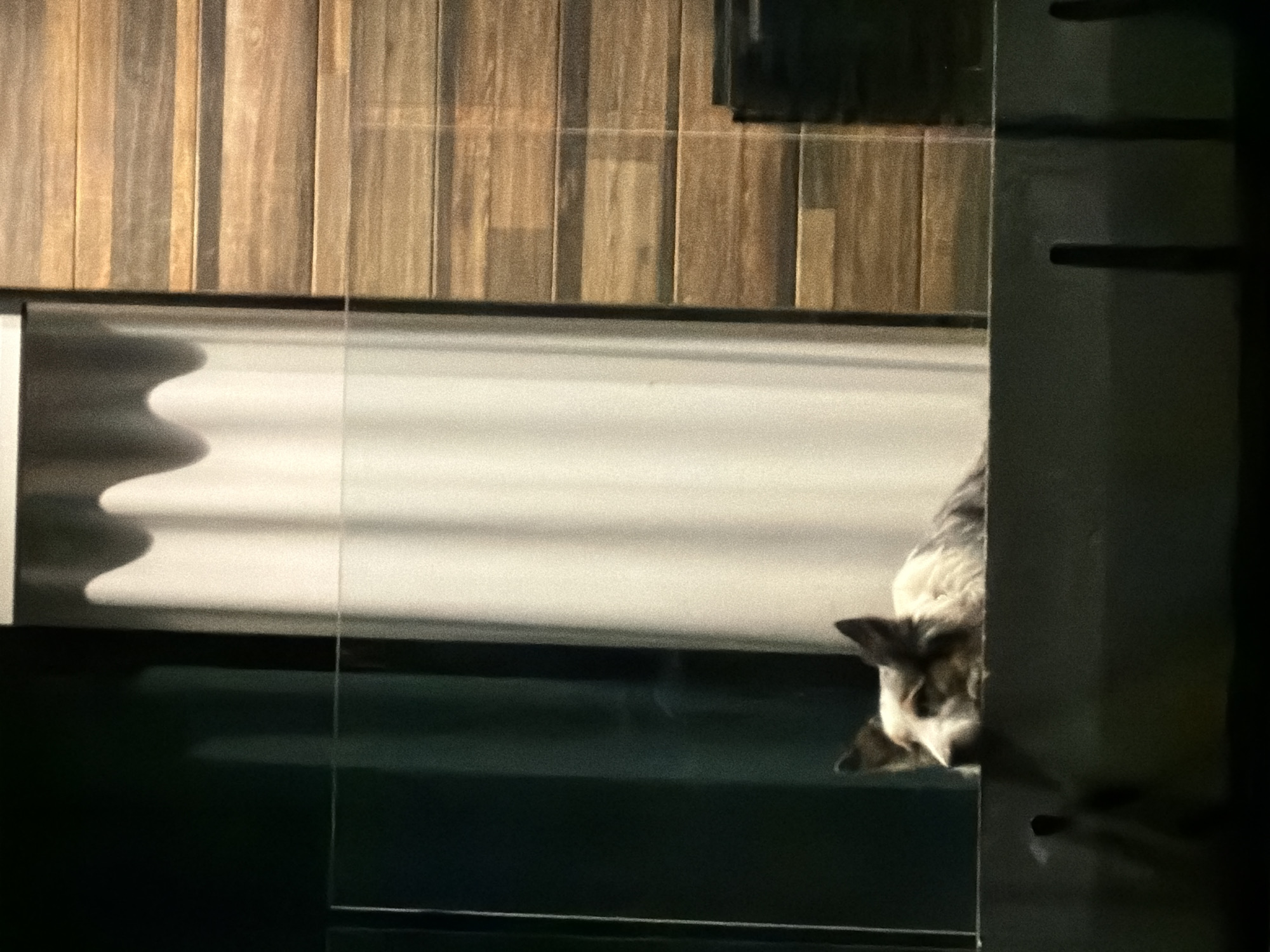 Dog peers through glass door in Cholula, Mexico