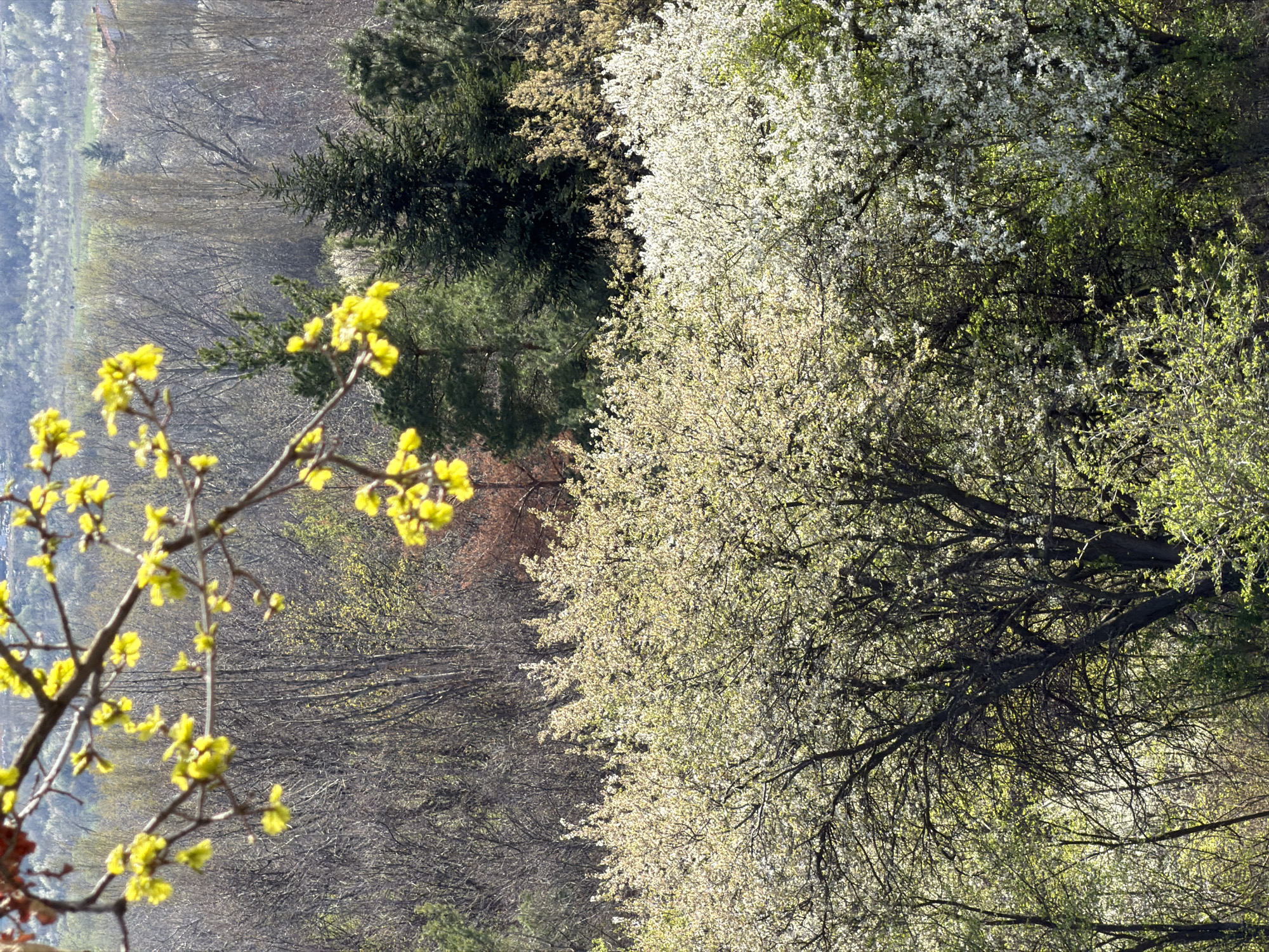 Spring blooms captured in Sofia with Vitosha Mountain backdrop