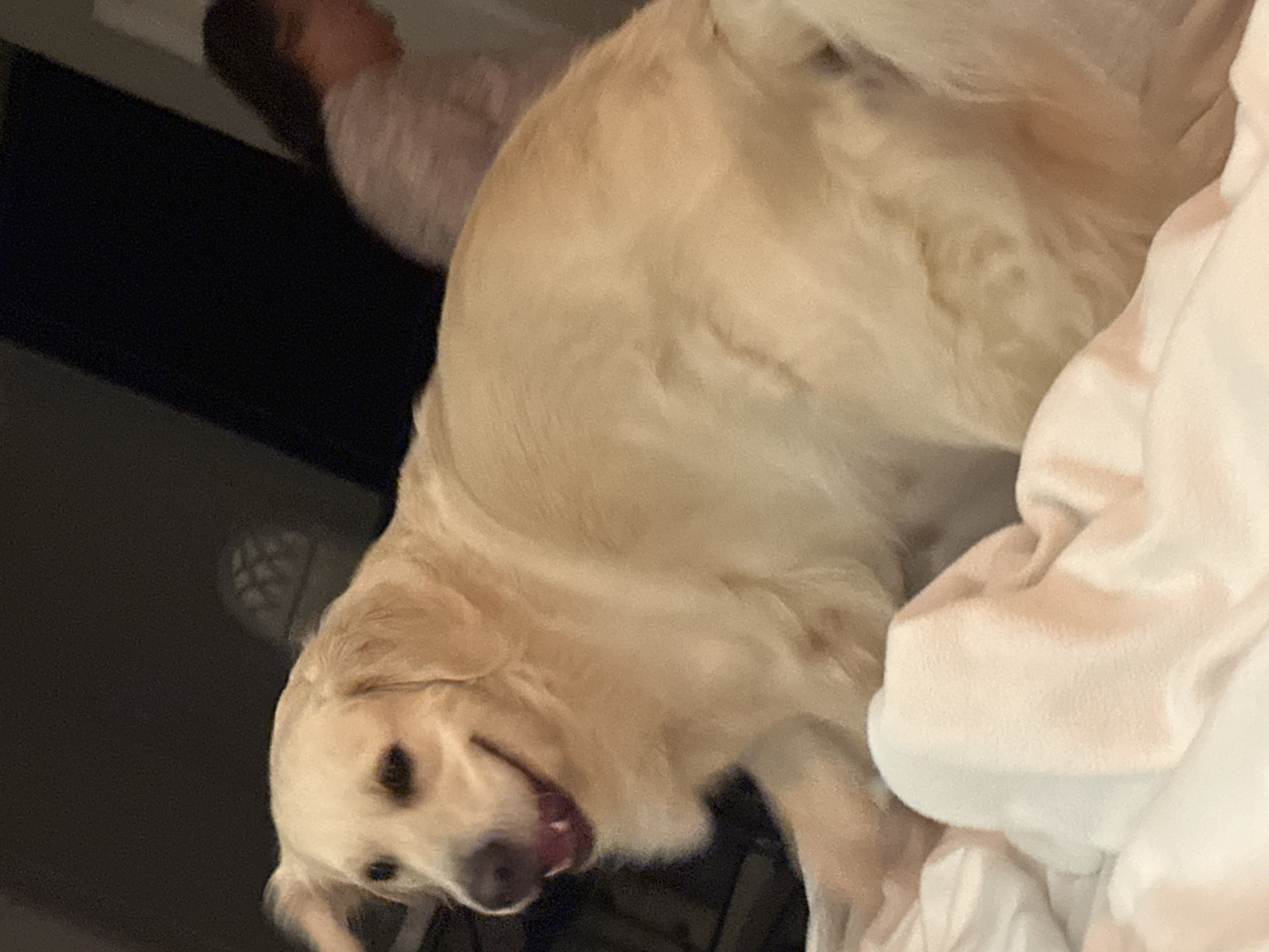 Happy dog chilling at home in Stallings, NC