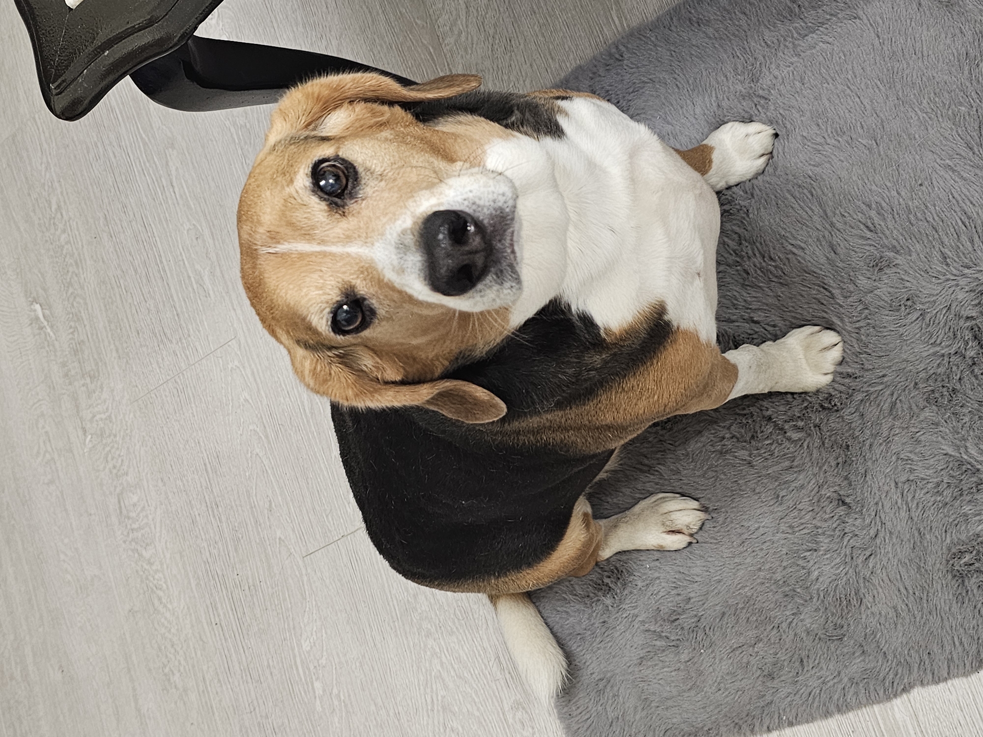 Beagle dog sits pleadingly on rug indoors