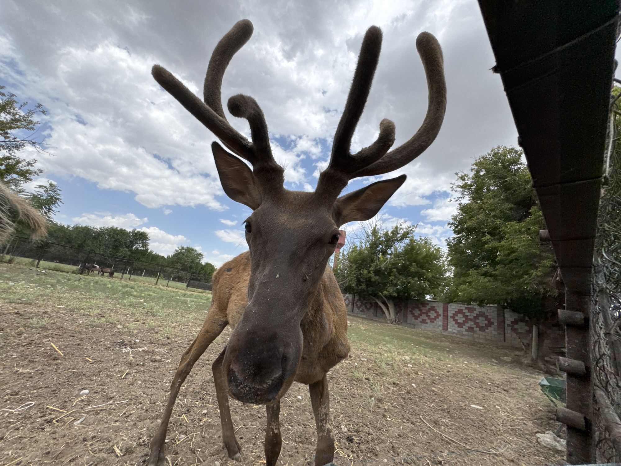 Velvet-antlered deer and elk in a Shymkent enclosure