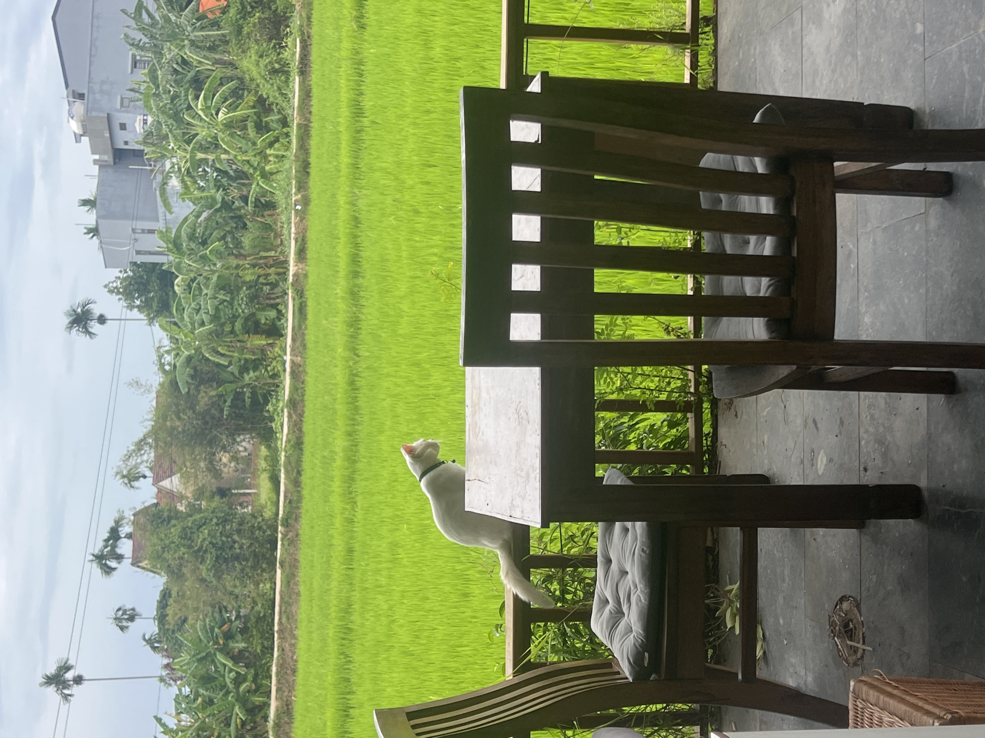 White cat on a railing above Hoi An rice paddies