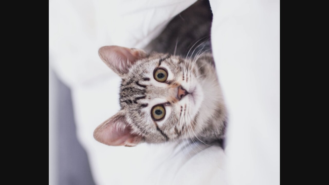 Cat, building, and cave entrance — three unconnected moments