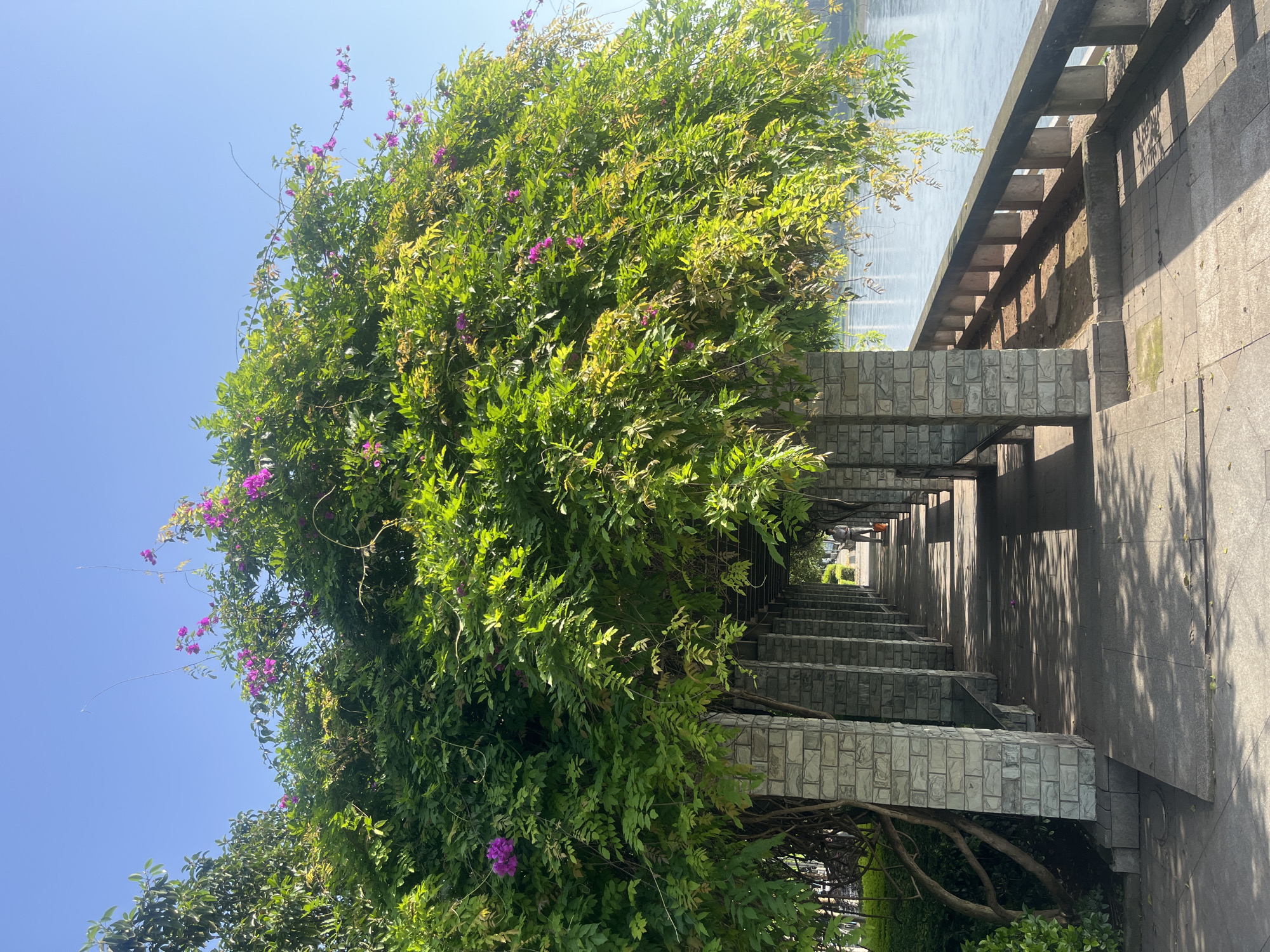 Morning scenes captured along sunny riverside promenade in Jiangjin