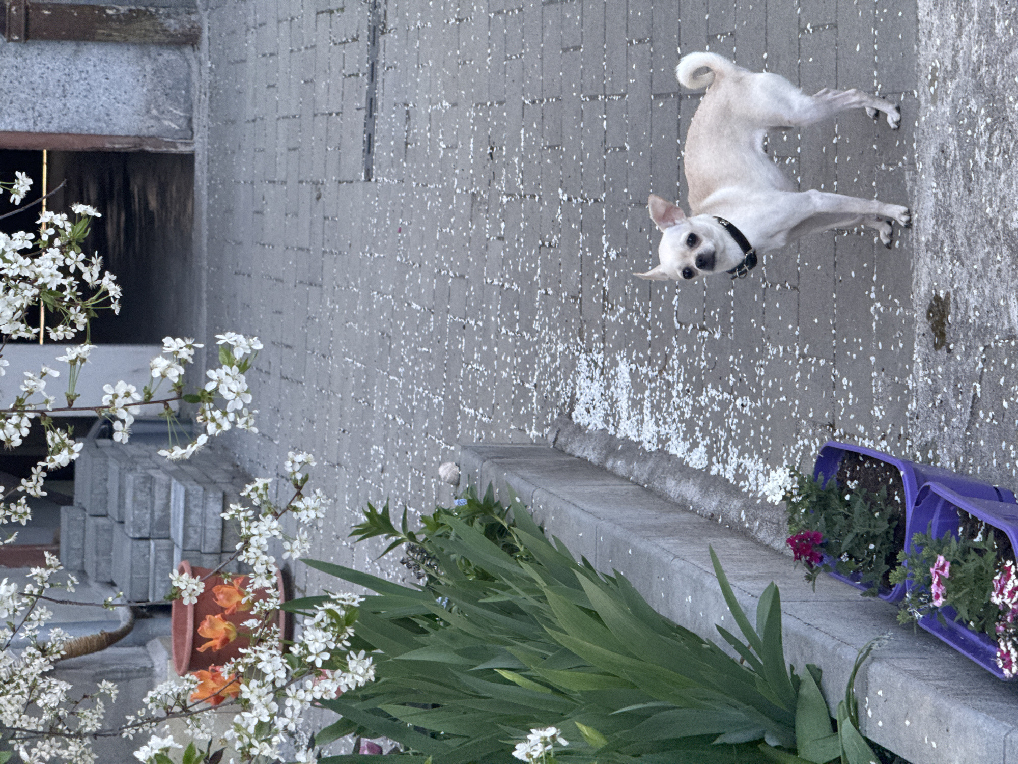 Dog walker and chihuahua spotted on Sofia bridge amid flower petals