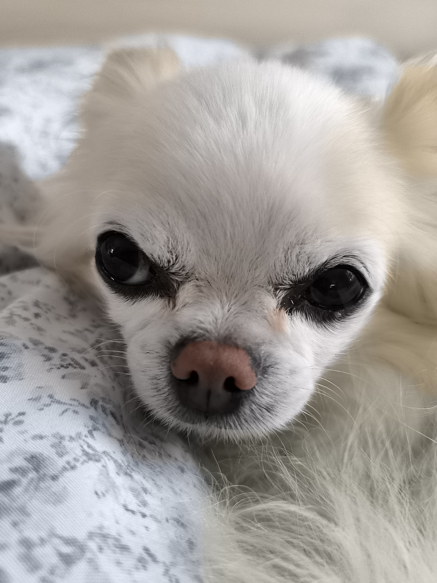 Small dog sleeps peacefully on blanket in Lithuanian village