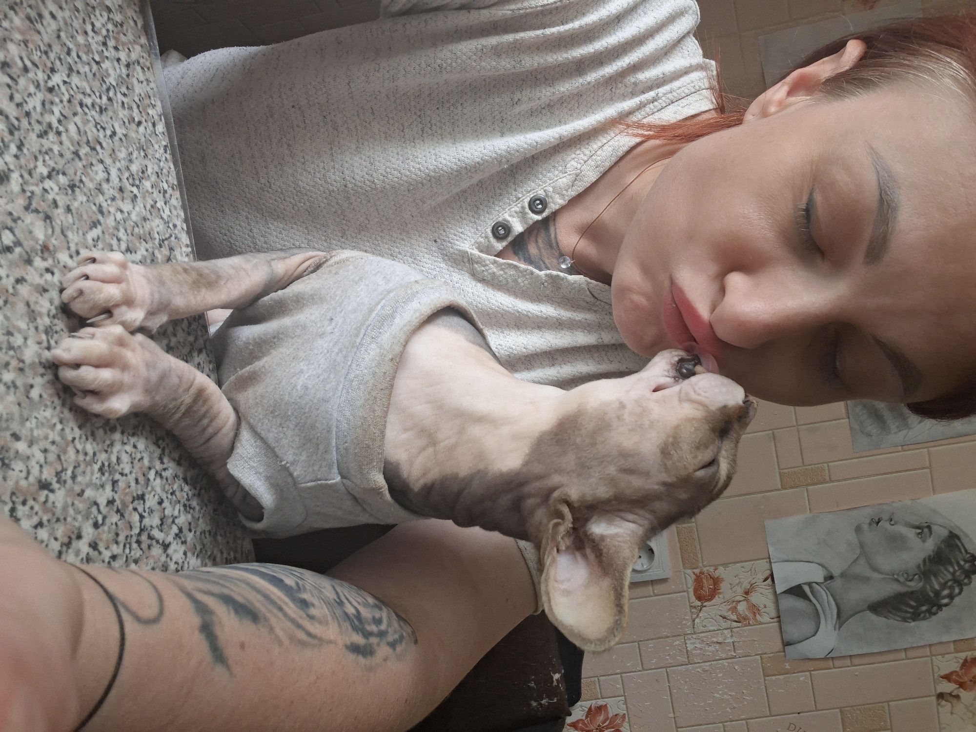 Lazy afternoon at home in Belarus with a Sphynx cat