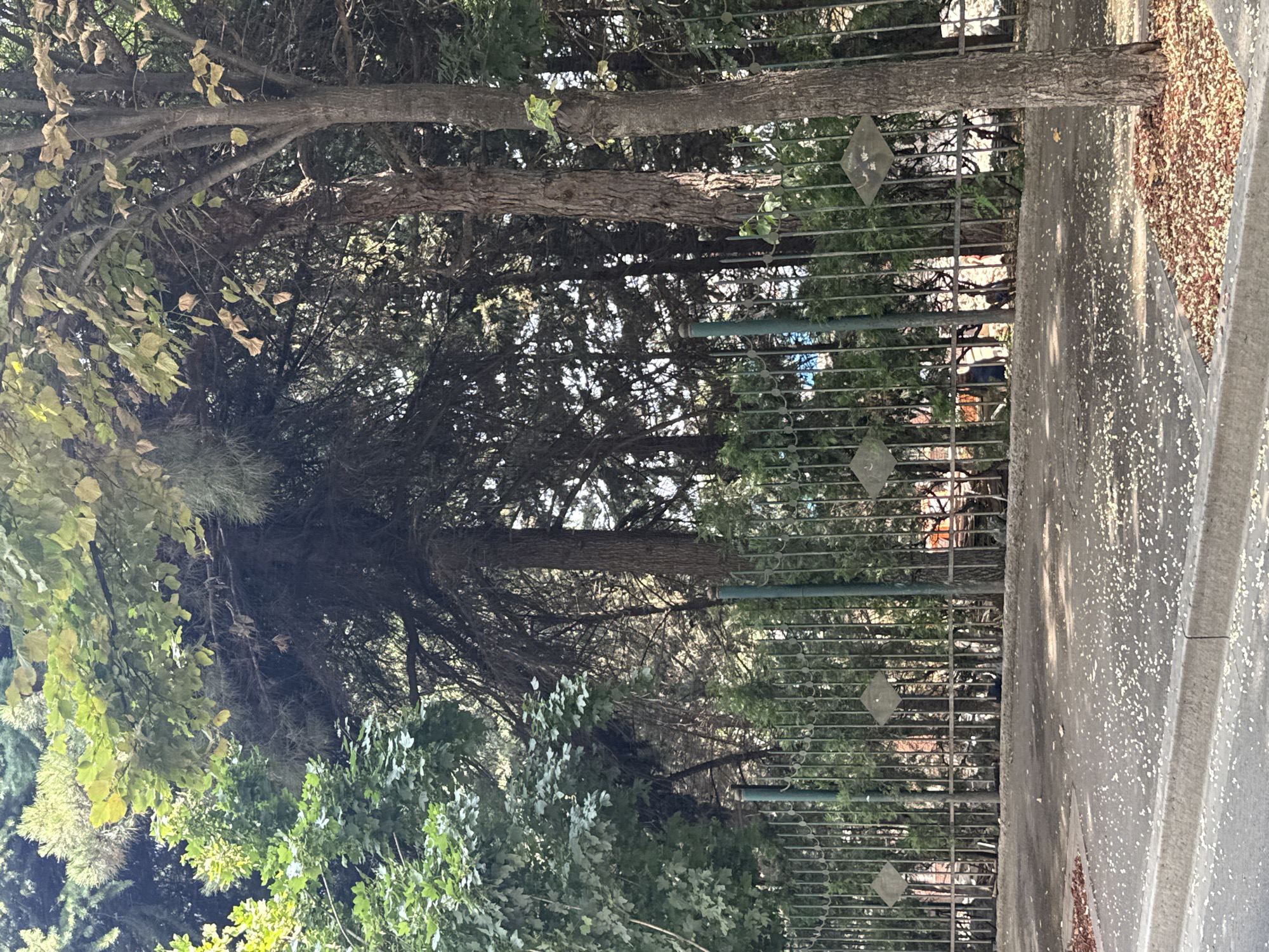 Tbilisi streets and AI storytelling thoughts, one morning.