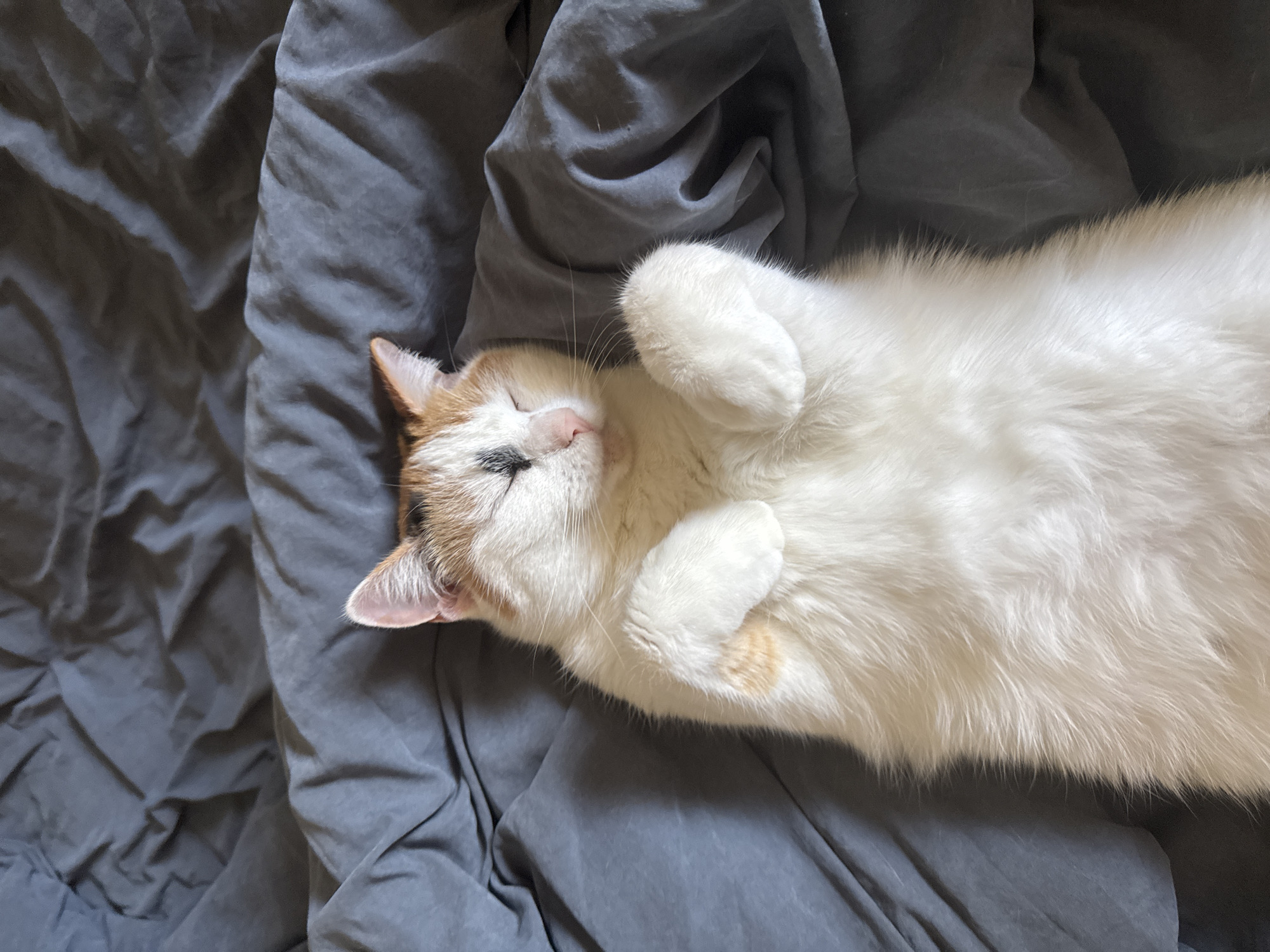 Calico cat napping on its back, Minsk