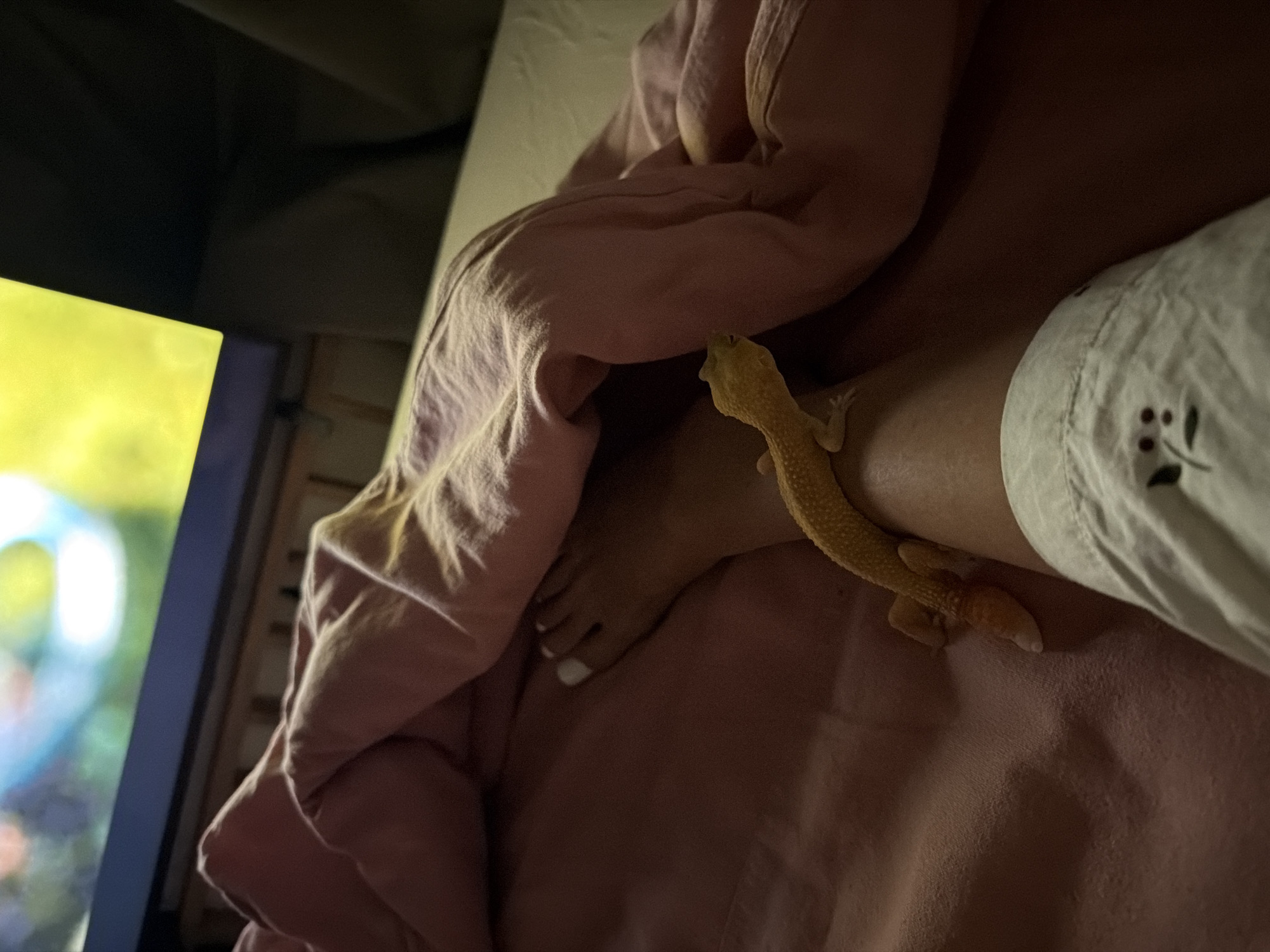 Pet owner documents morning routine with leopard gecko in Indonesia