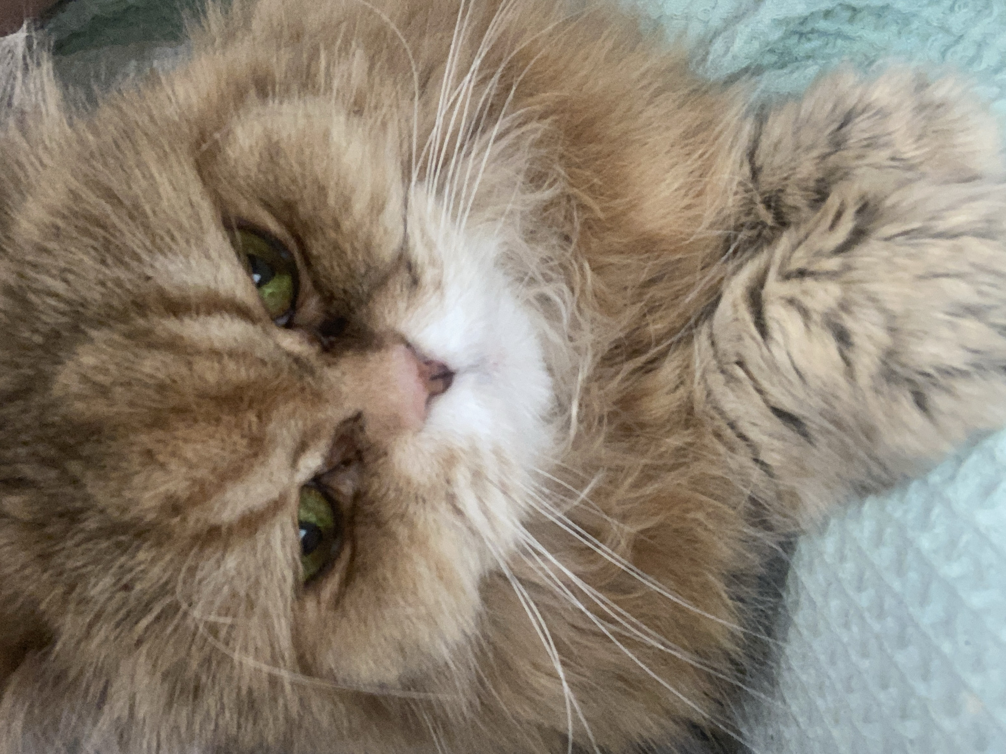 Kazan resident documents cats and cosmetics during evening hours