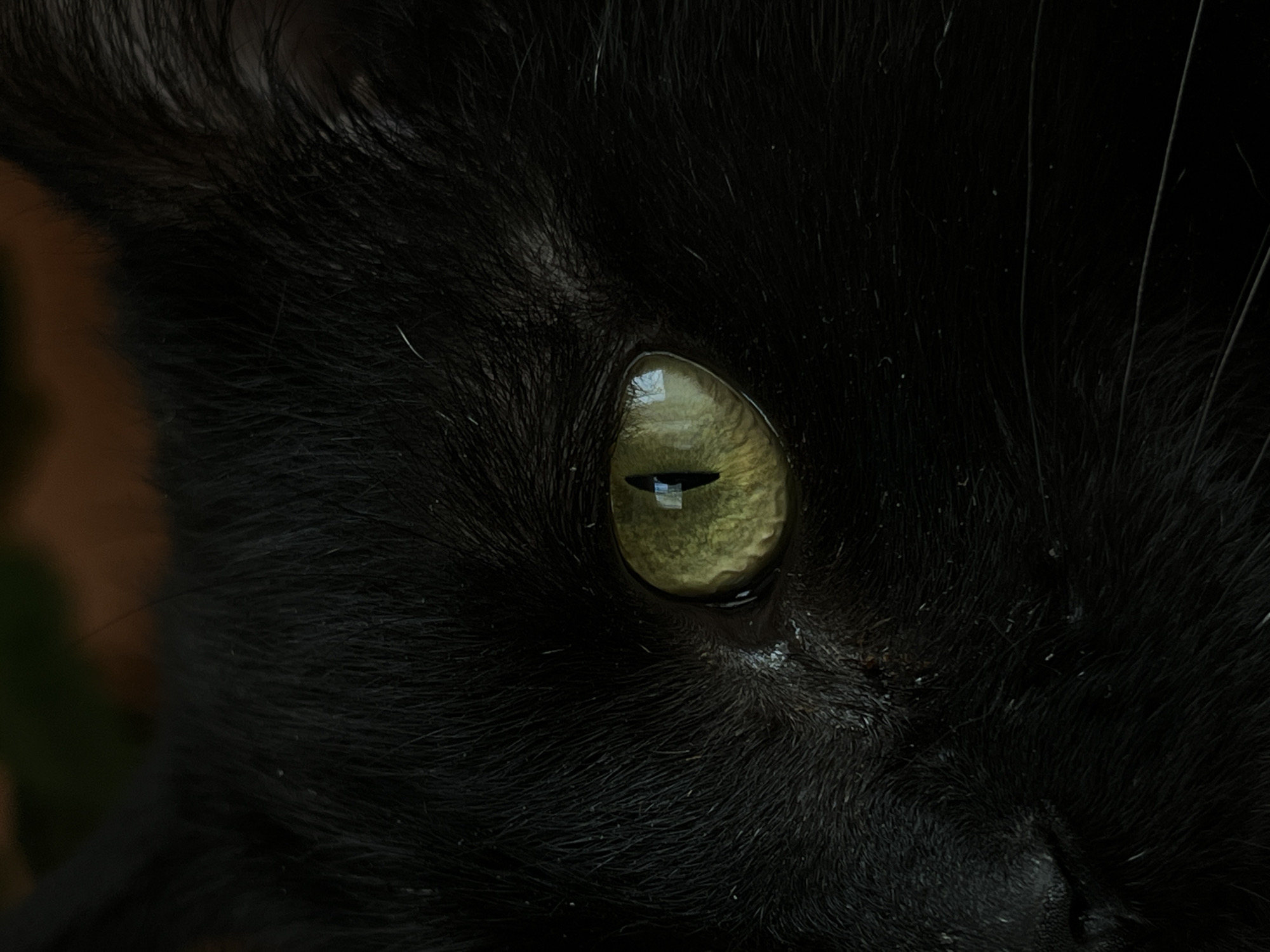 Quiet morning moments with black cat in Vratsa home