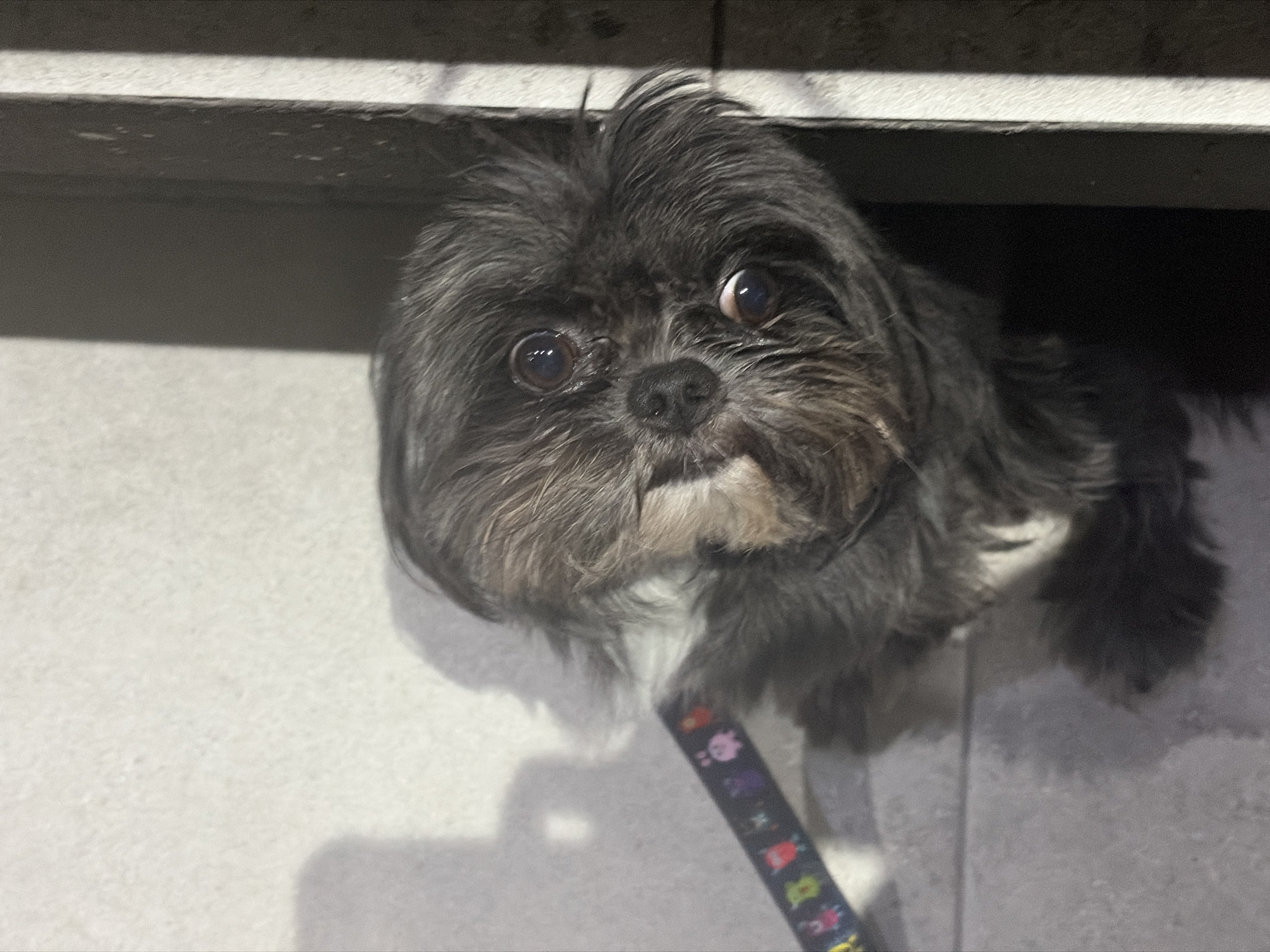 Small Shih Tzu-type dog photographed with distinctive markings