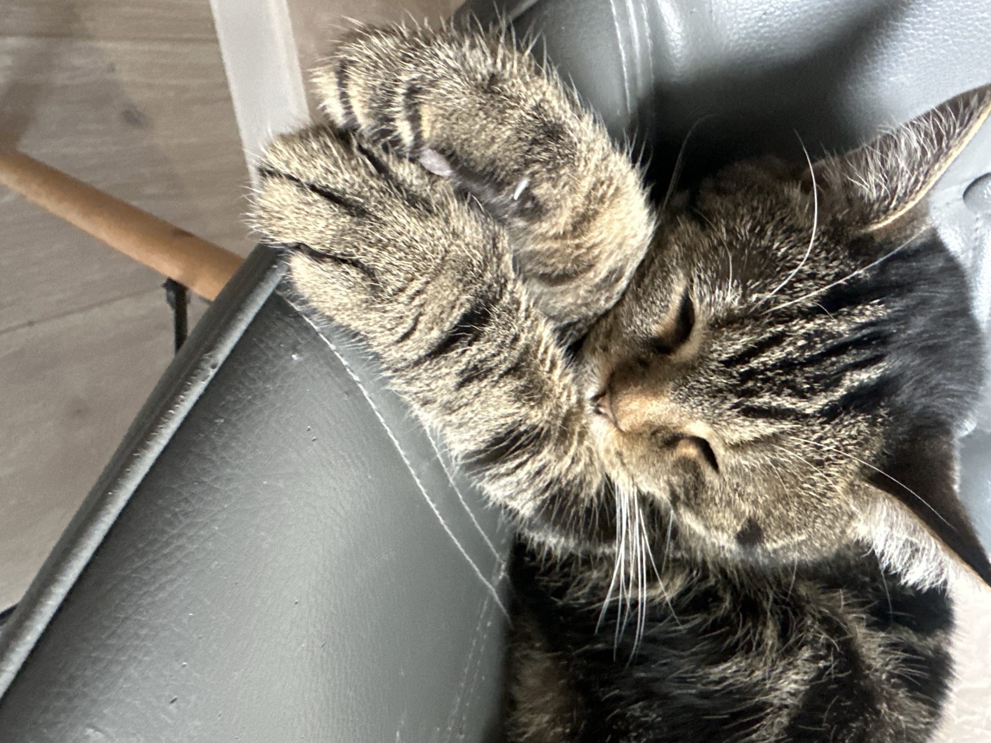 Quiet pet moments captured in Stavropol home