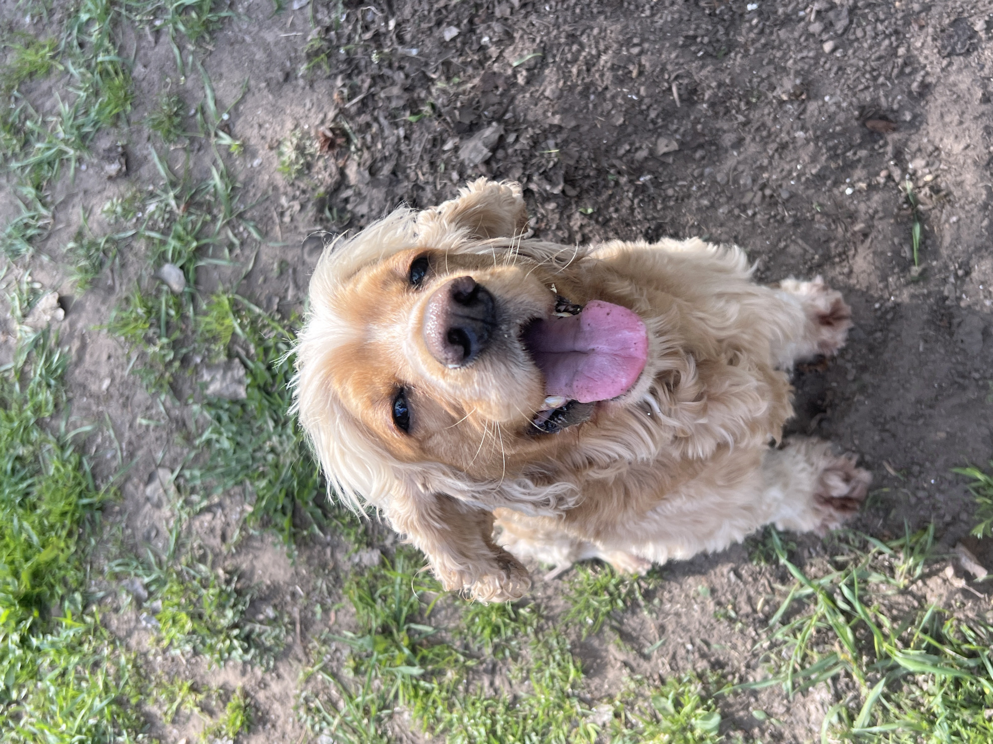 Cocker Spaniel spotted in spring backyard in Chaikovsky, Russia
