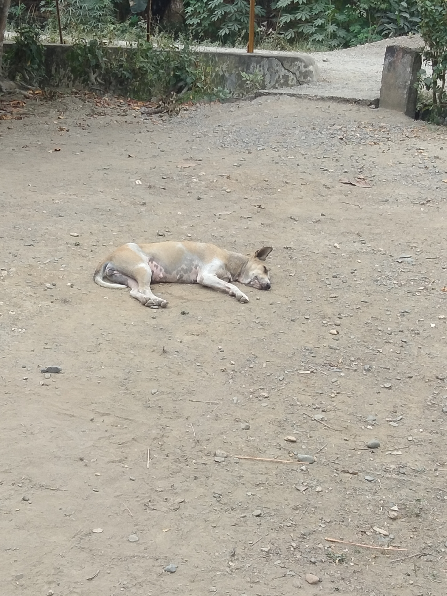 Slow morning in a rural Indonesian village, plants and animals