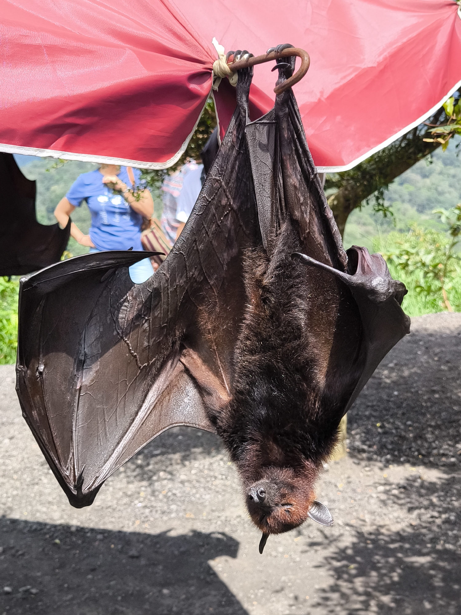 Morning lakeside scenes and bat sighting documented in Wanagiri