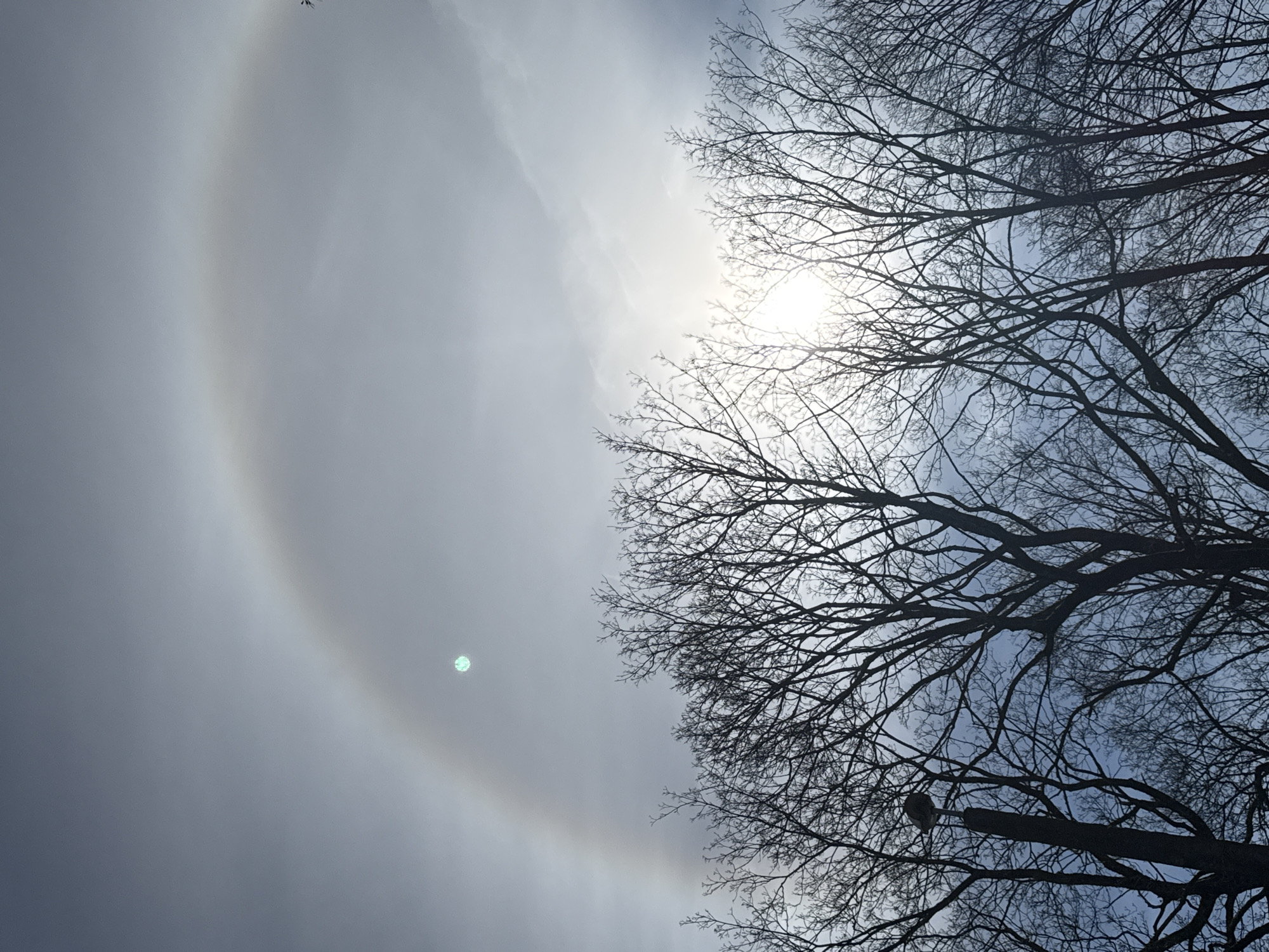 Sun halo spotted over Riga through bare branches