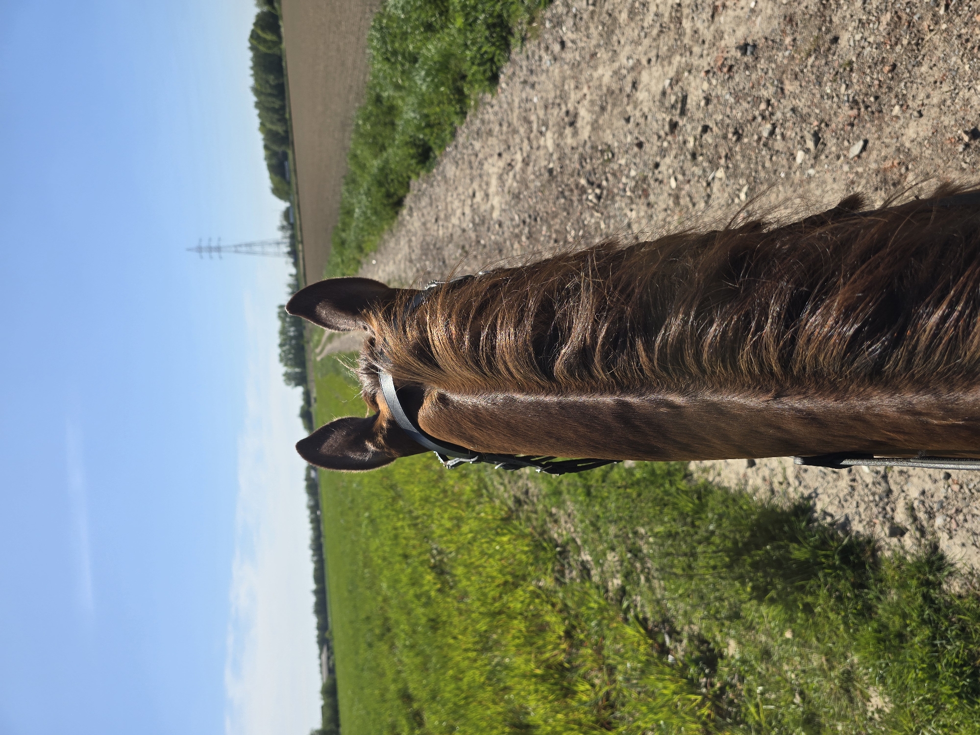 Horseback rider captures trail view in Estaimpuis, Belgium