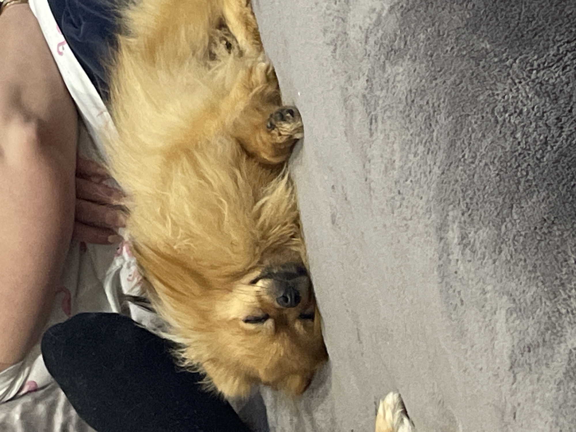 Indoor scenes capture sleeping dog and studio gathering