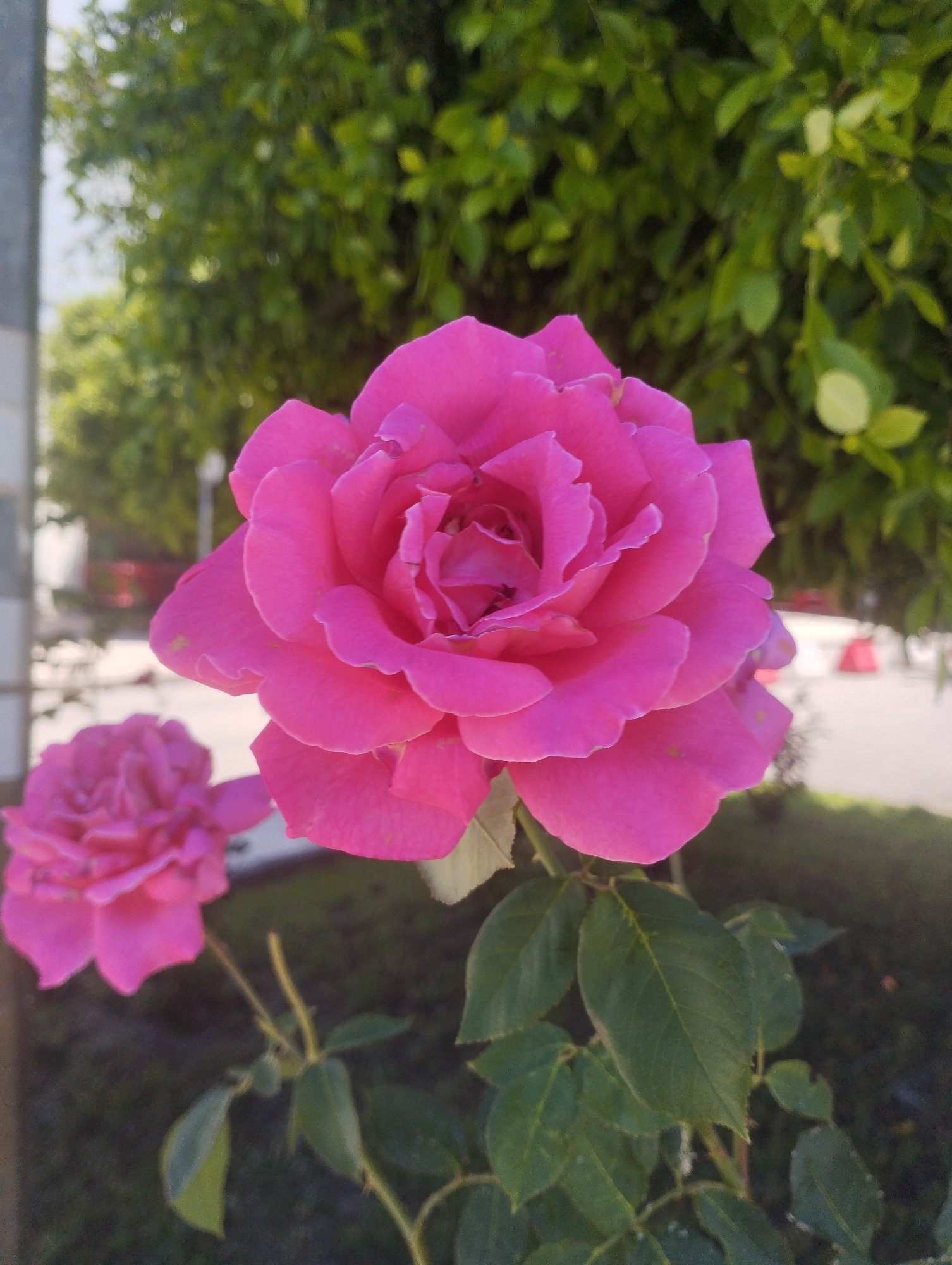 Roses, bougainvillea, and open skies on a summer morning