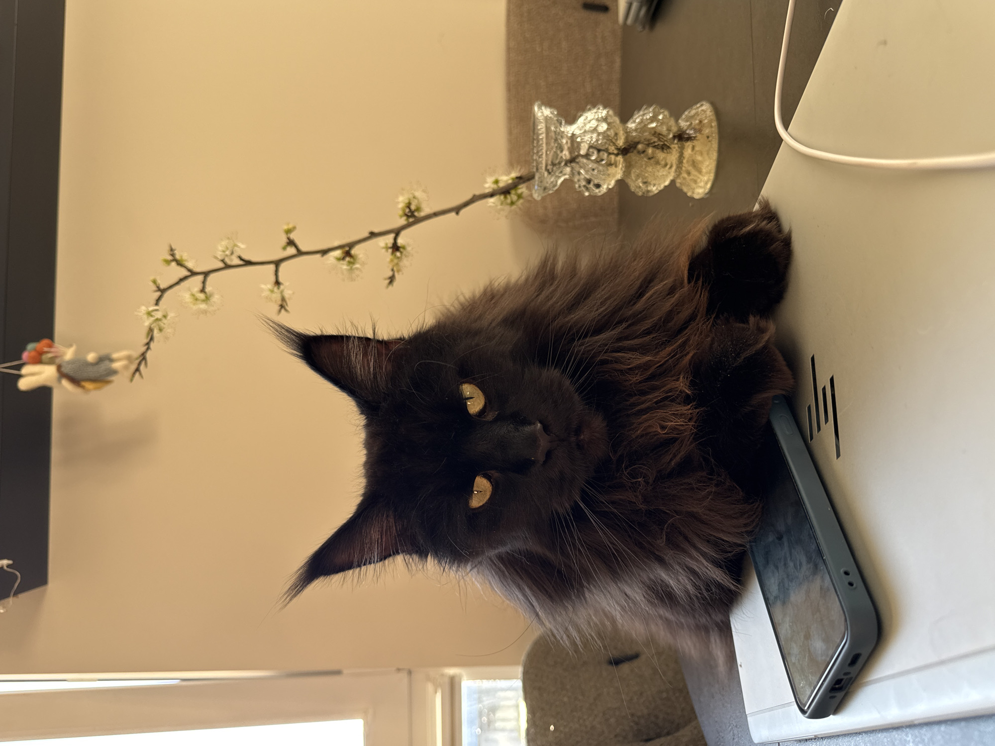 Black Maine Coon cat spotted in Ulbroka, Latvia