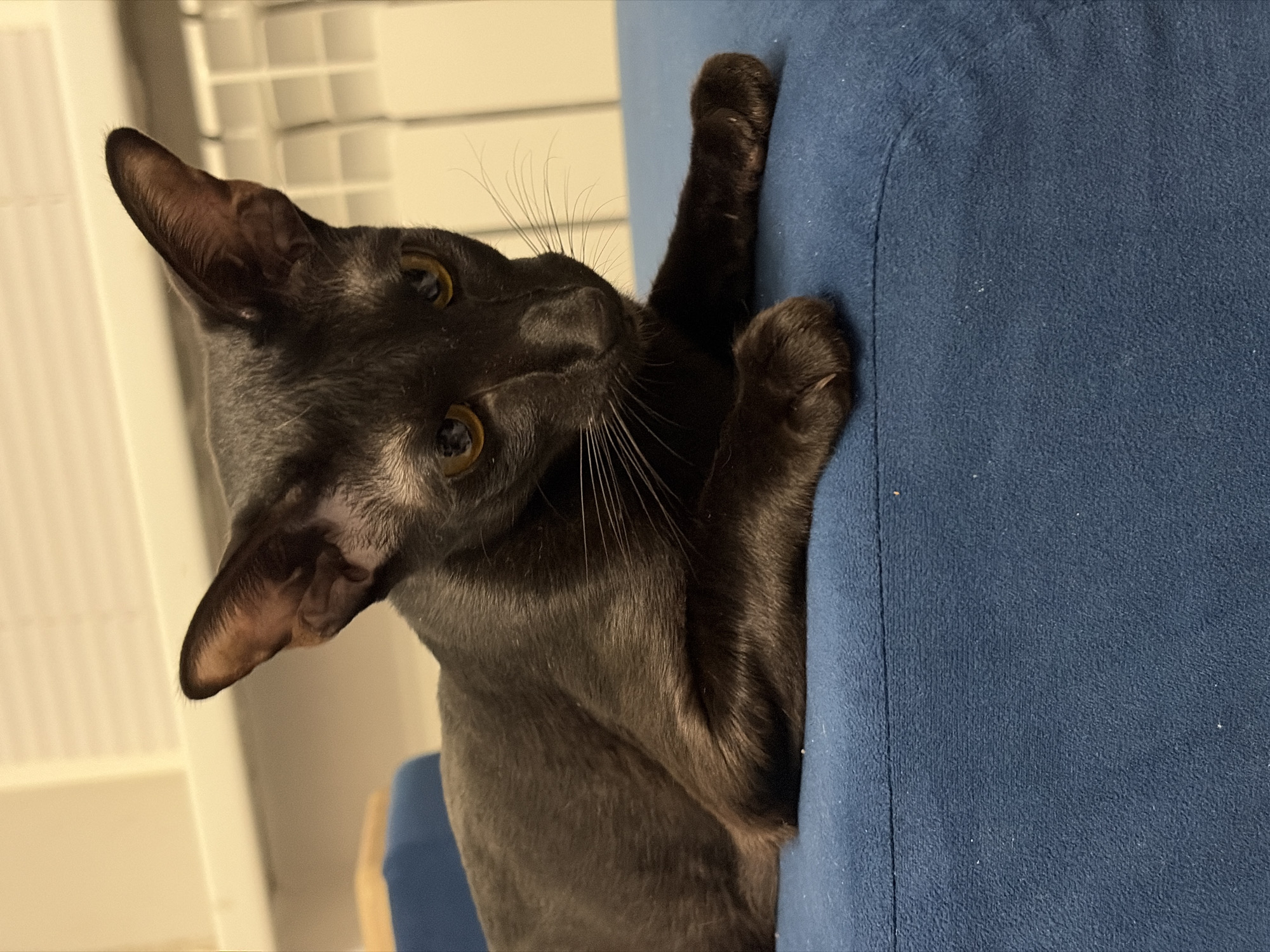 Rainy afternoon at home in Chaikovsky: cats, toys, and storm clouds
