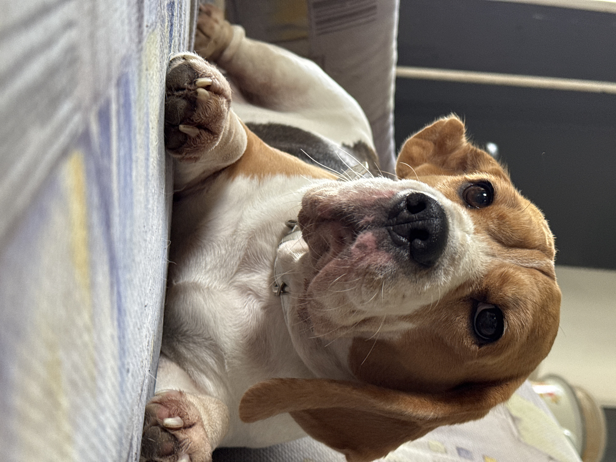 Morning dog moments captured in Rusalevka homes