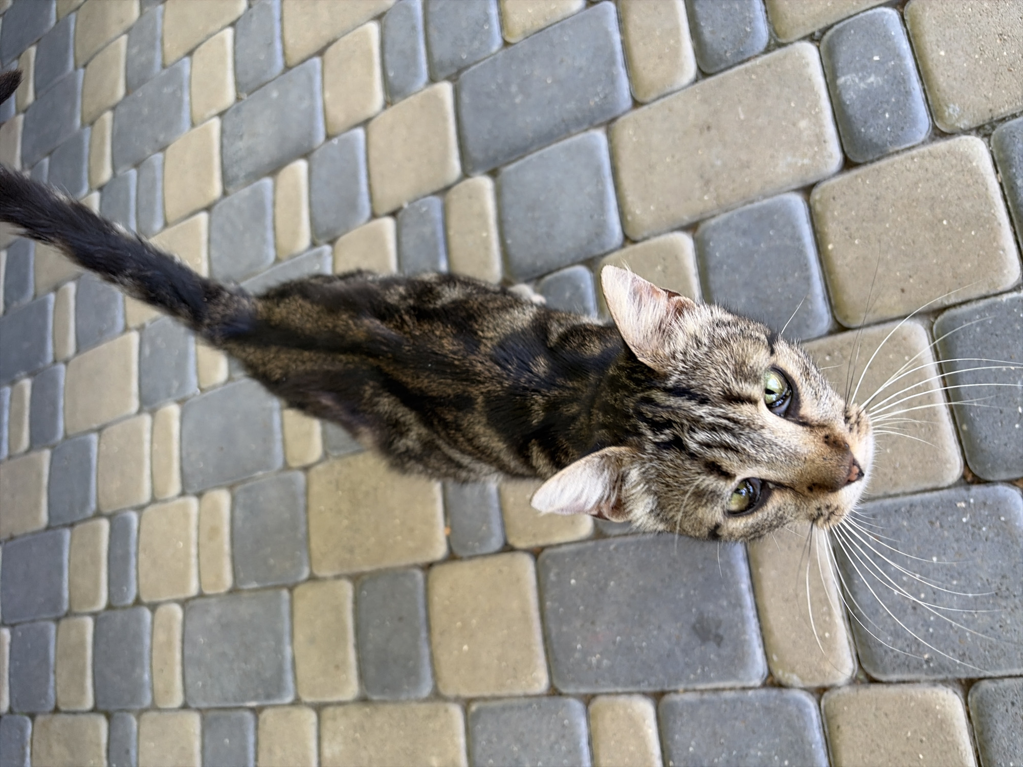 Tabby cat roams a sunny garden in rural Moldova