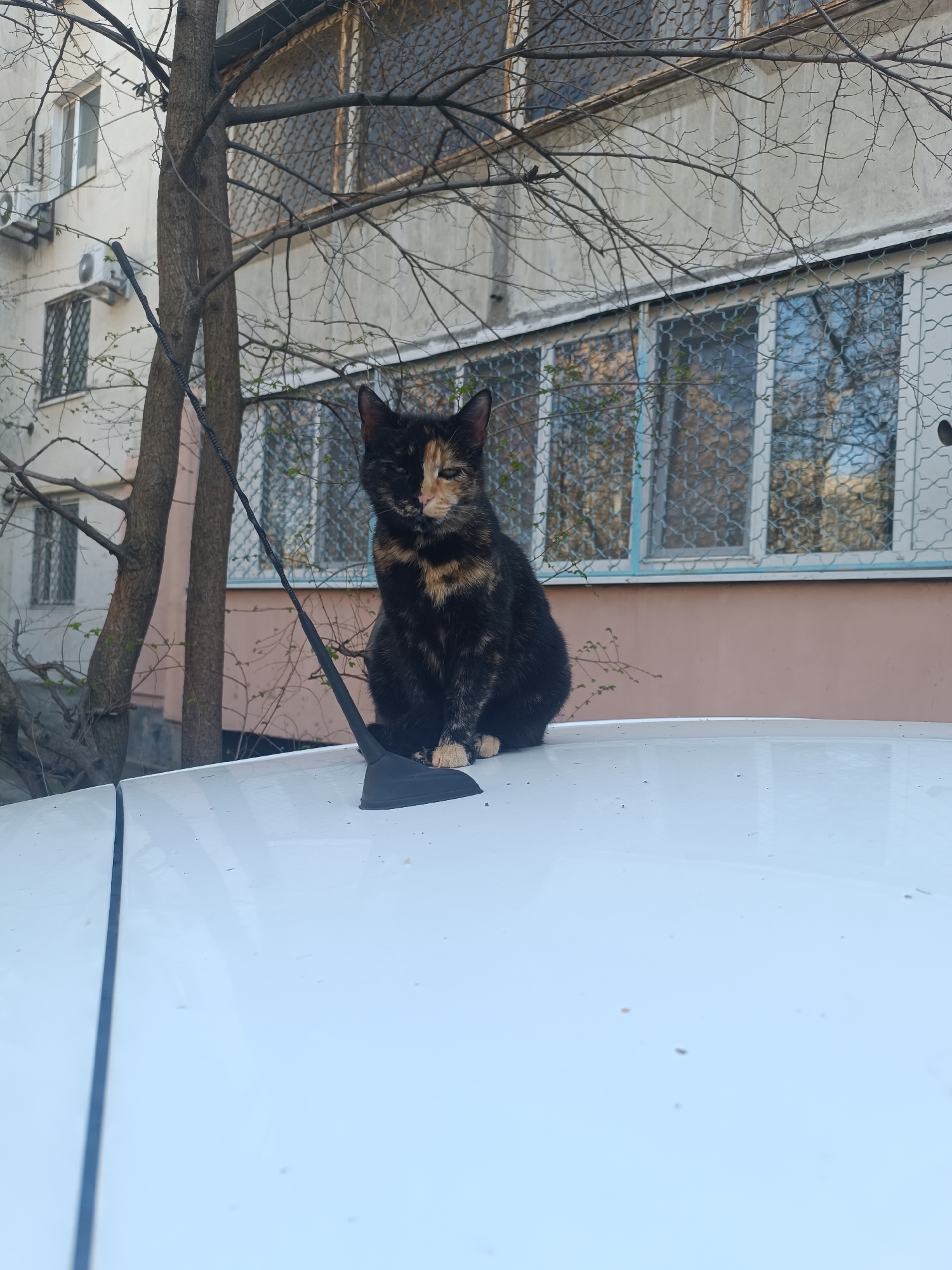 Cat and chickens spotted in urban park area