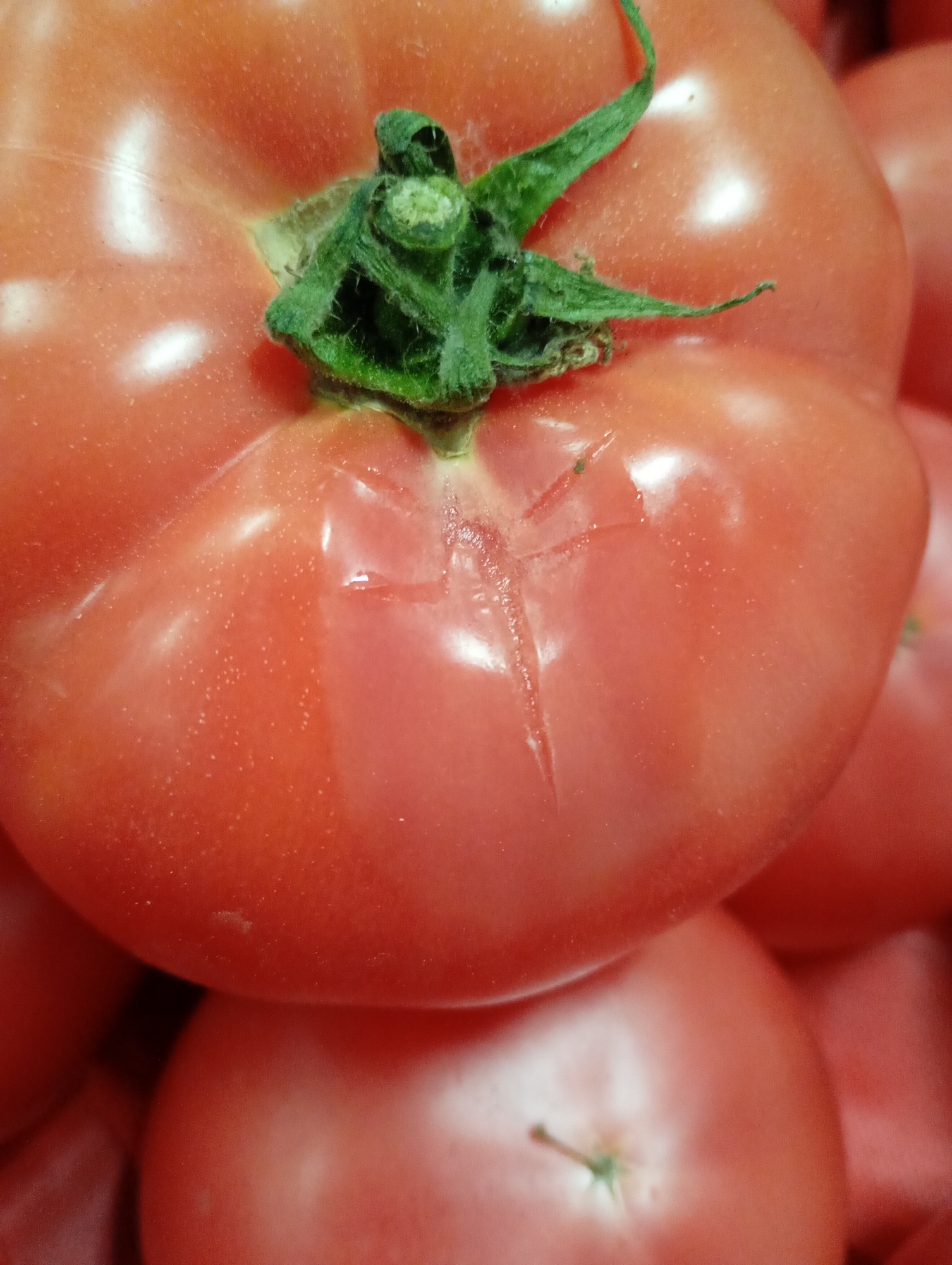 Spoiled produce documented in Kabile Bulgaria market area