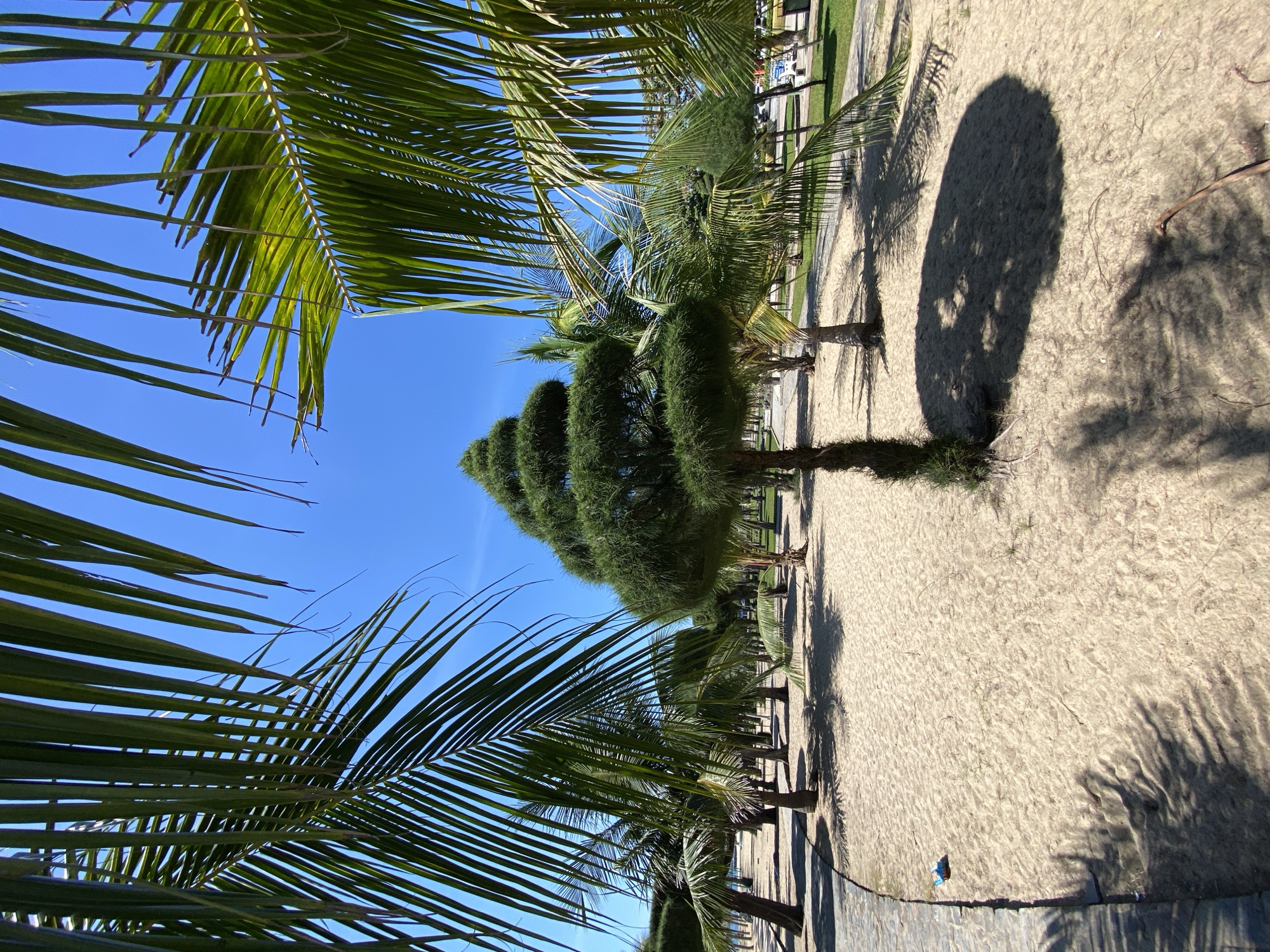 Sunny morning on Nha Trang beach, sand and palms up close