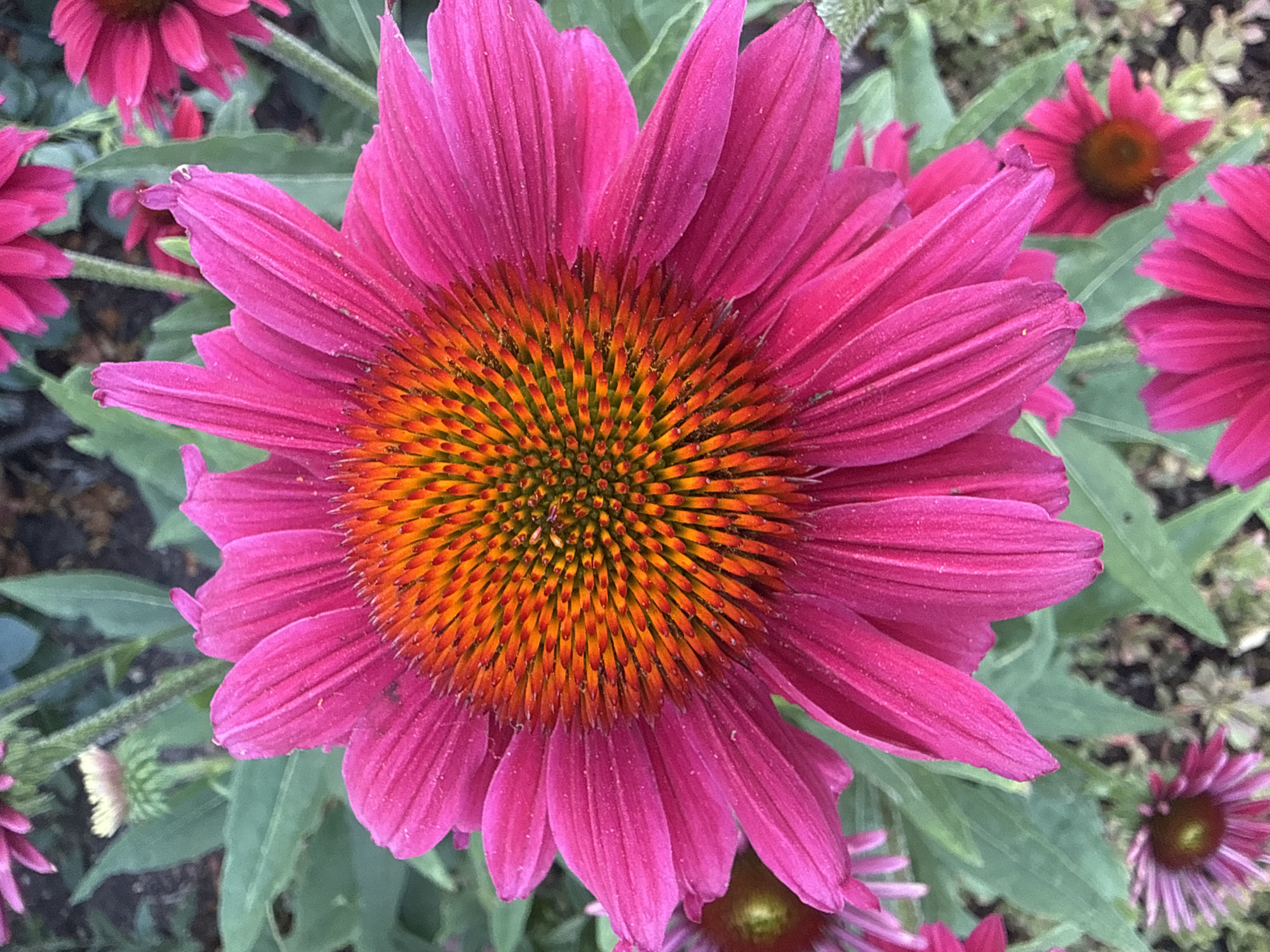 Summer blooms up close in a Bad Salzschlirf garden