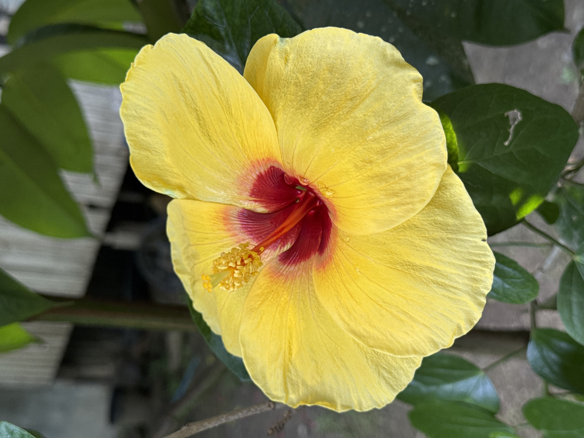 Evening snapshots captured in Carmen: flowers, motorcycle, foraging chickens