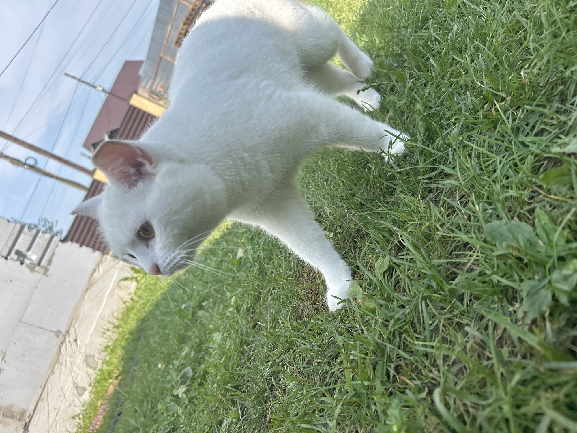 Lazy summer morning: cats, ducks, and backyard life in Chaikovsky