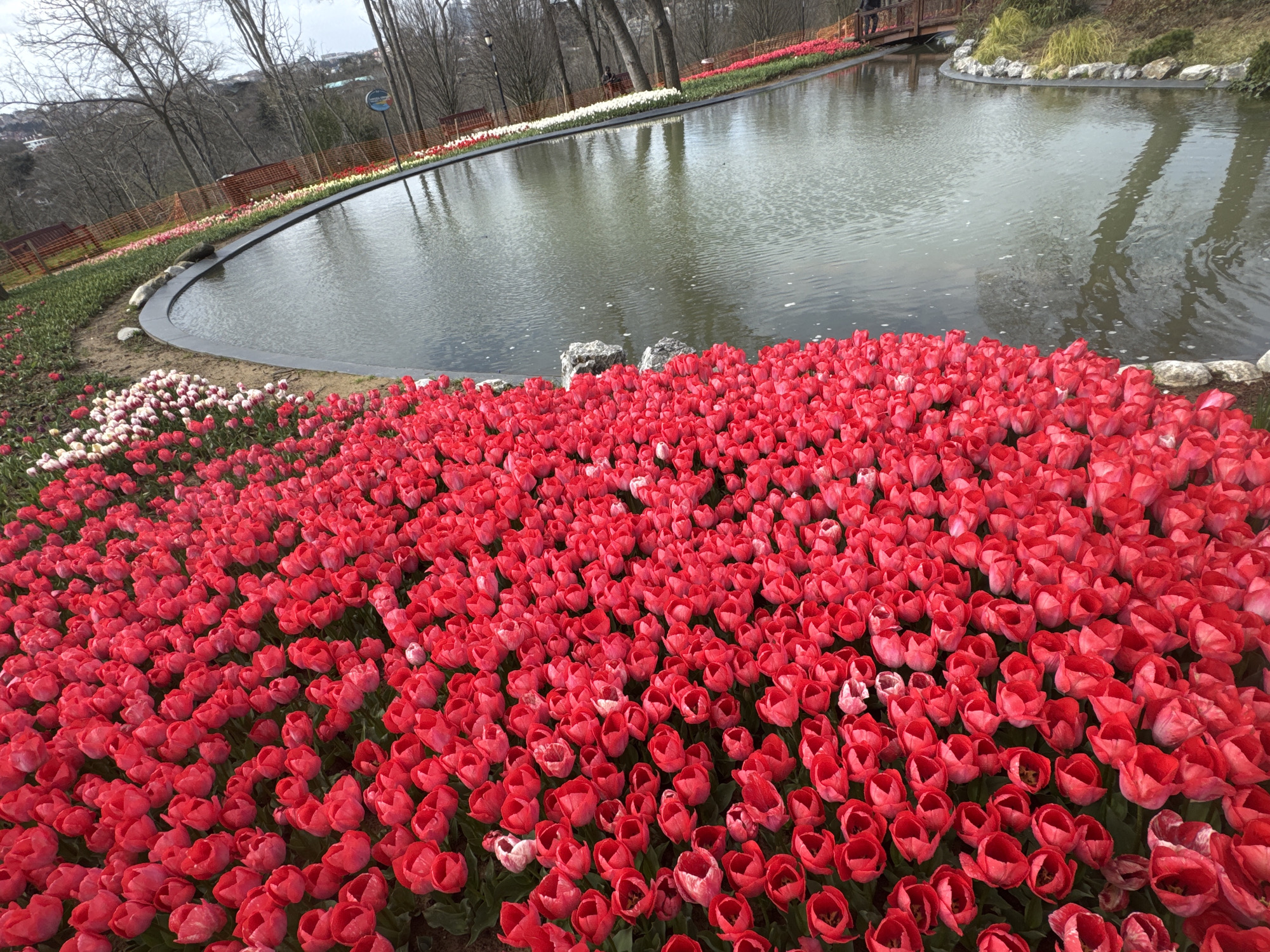 Spring tulip displays bloom at Istanbul's Emirgan Park