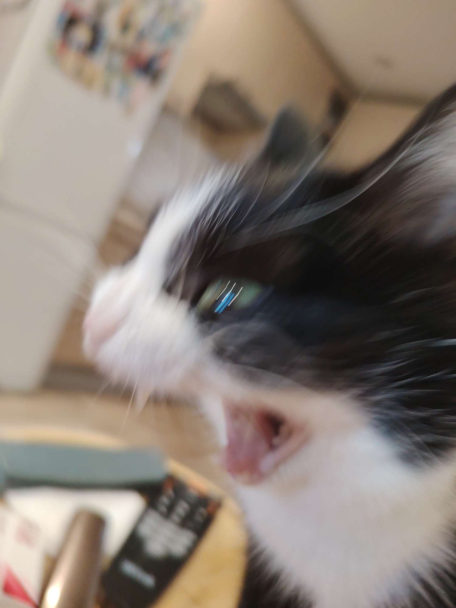 Close-up cat photographs captured in 17-minute window